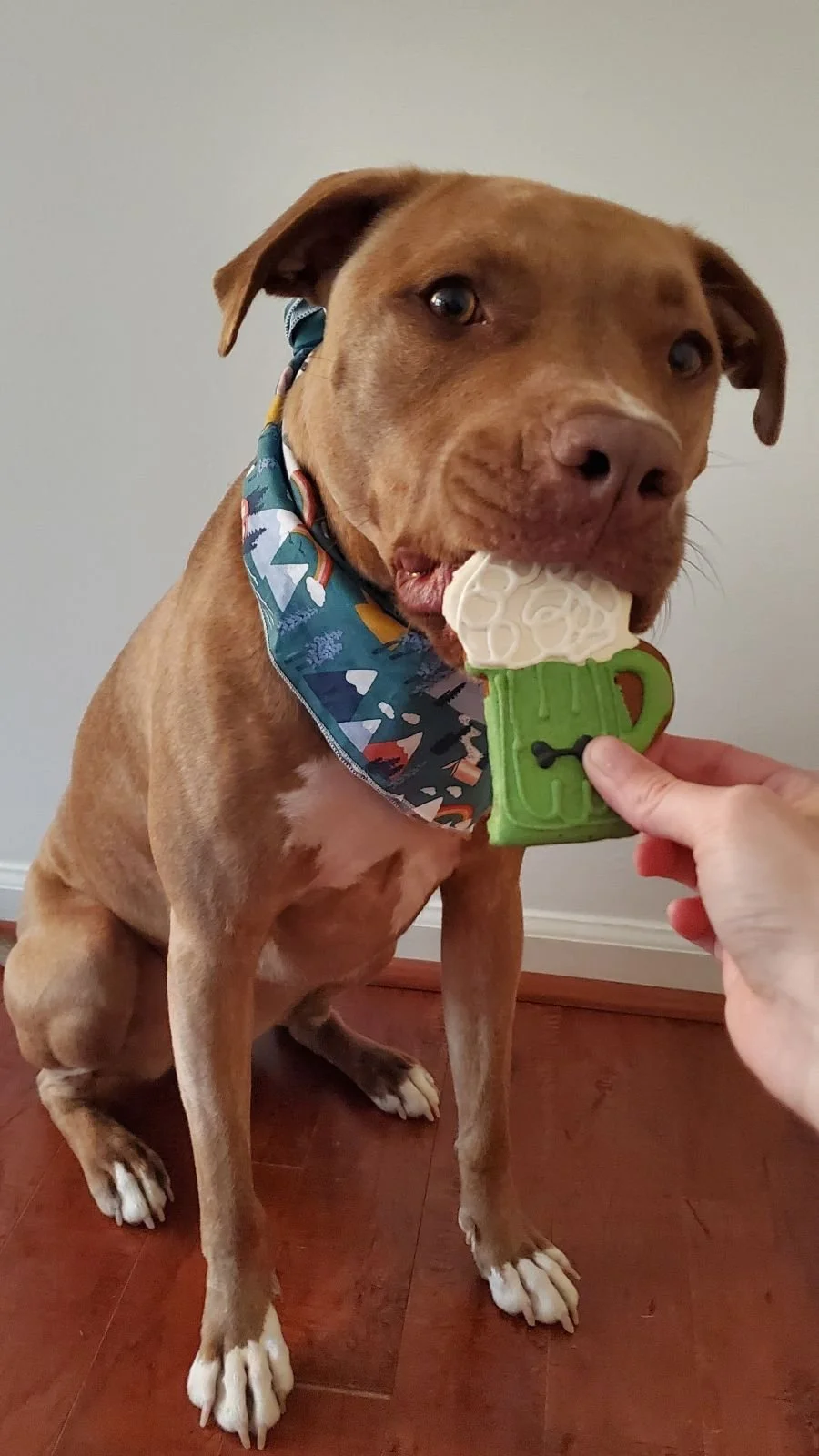 female dietitian feeding rescue pitbull a holiday treat for a more relaxed relationship with food