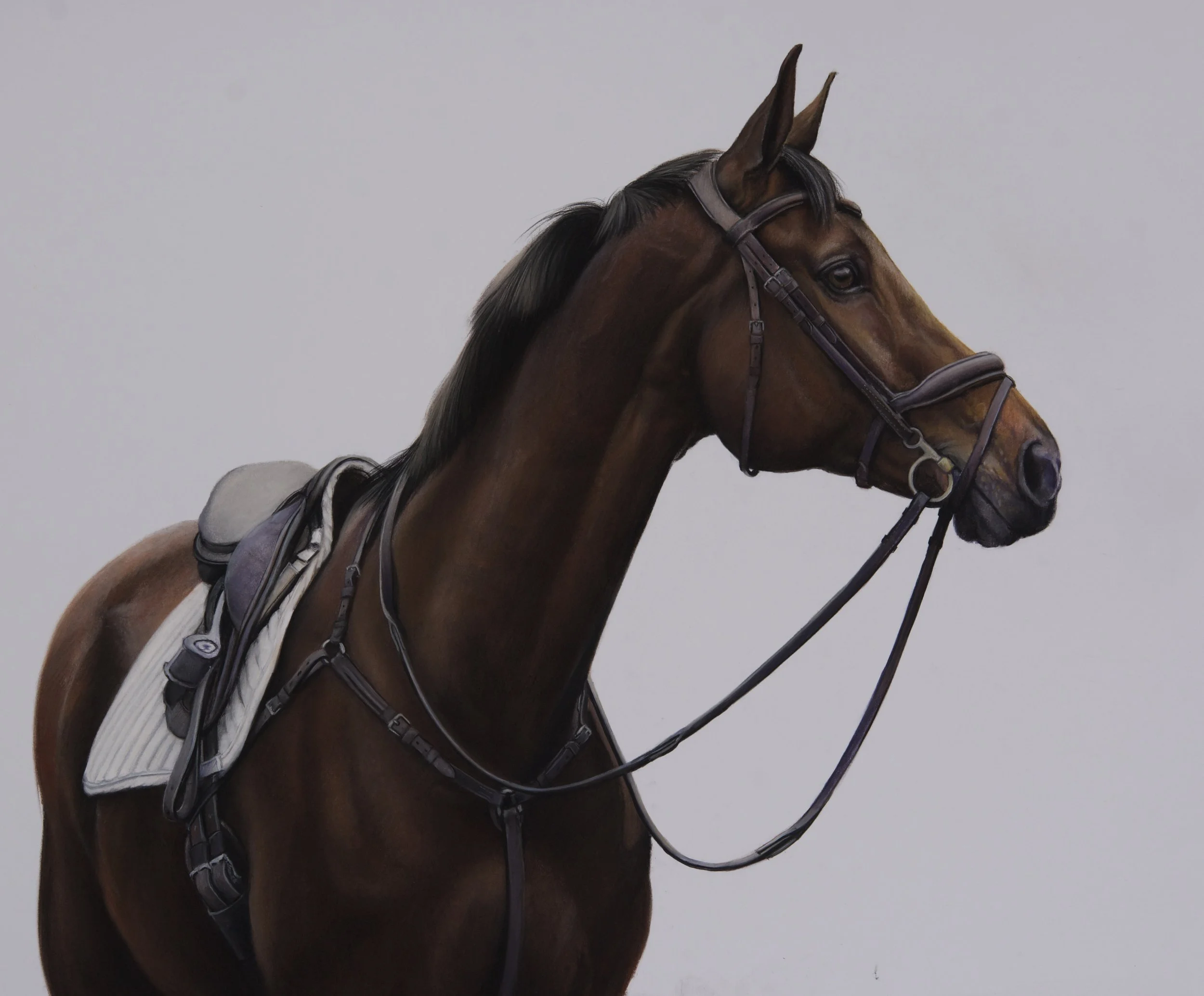 Calicia Z · conte crayon drawing · 26 × 26 in. Private Collection