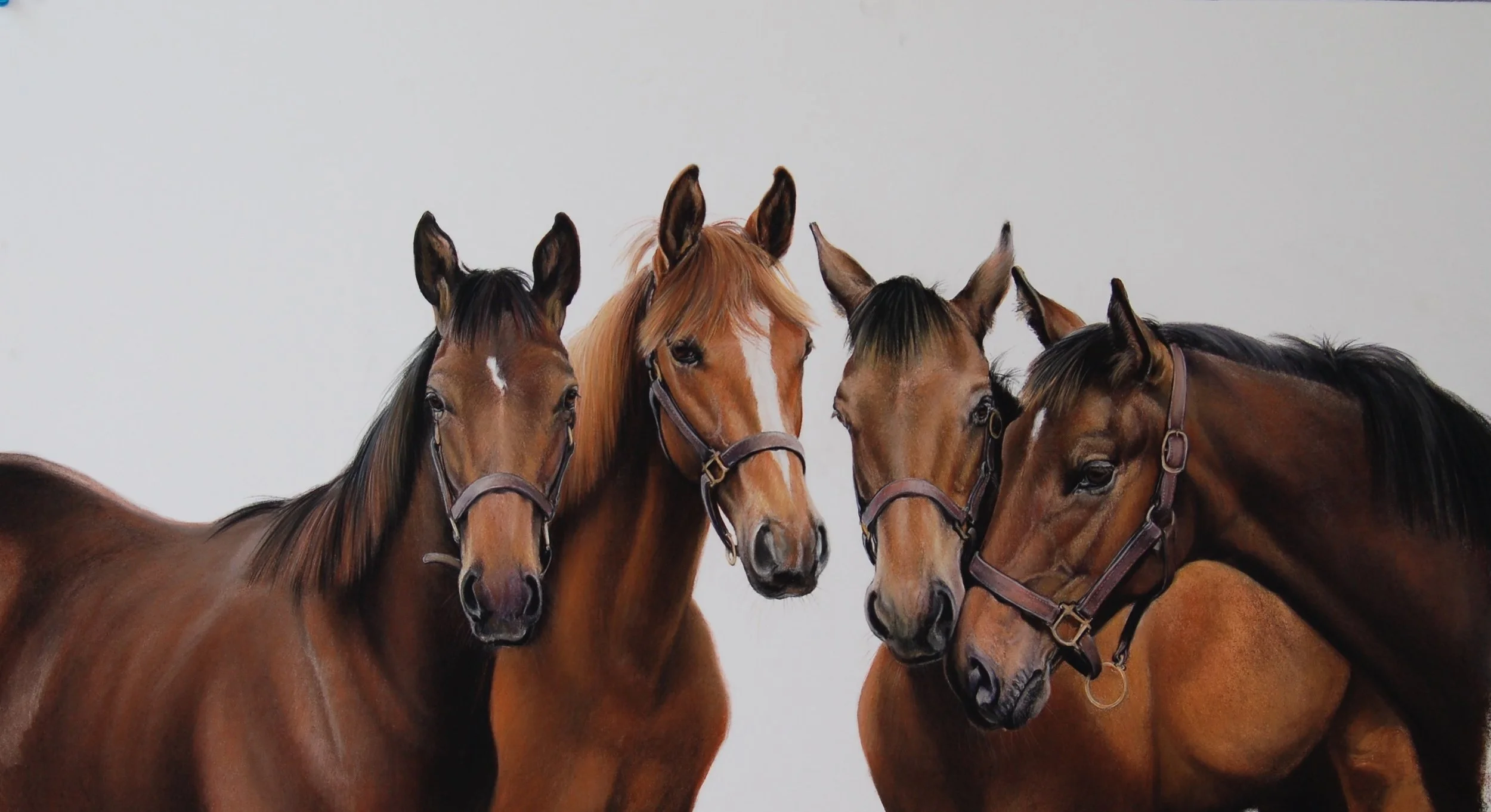 Weanlings· conte crayon drawing· 20 × 40 in. $5,000