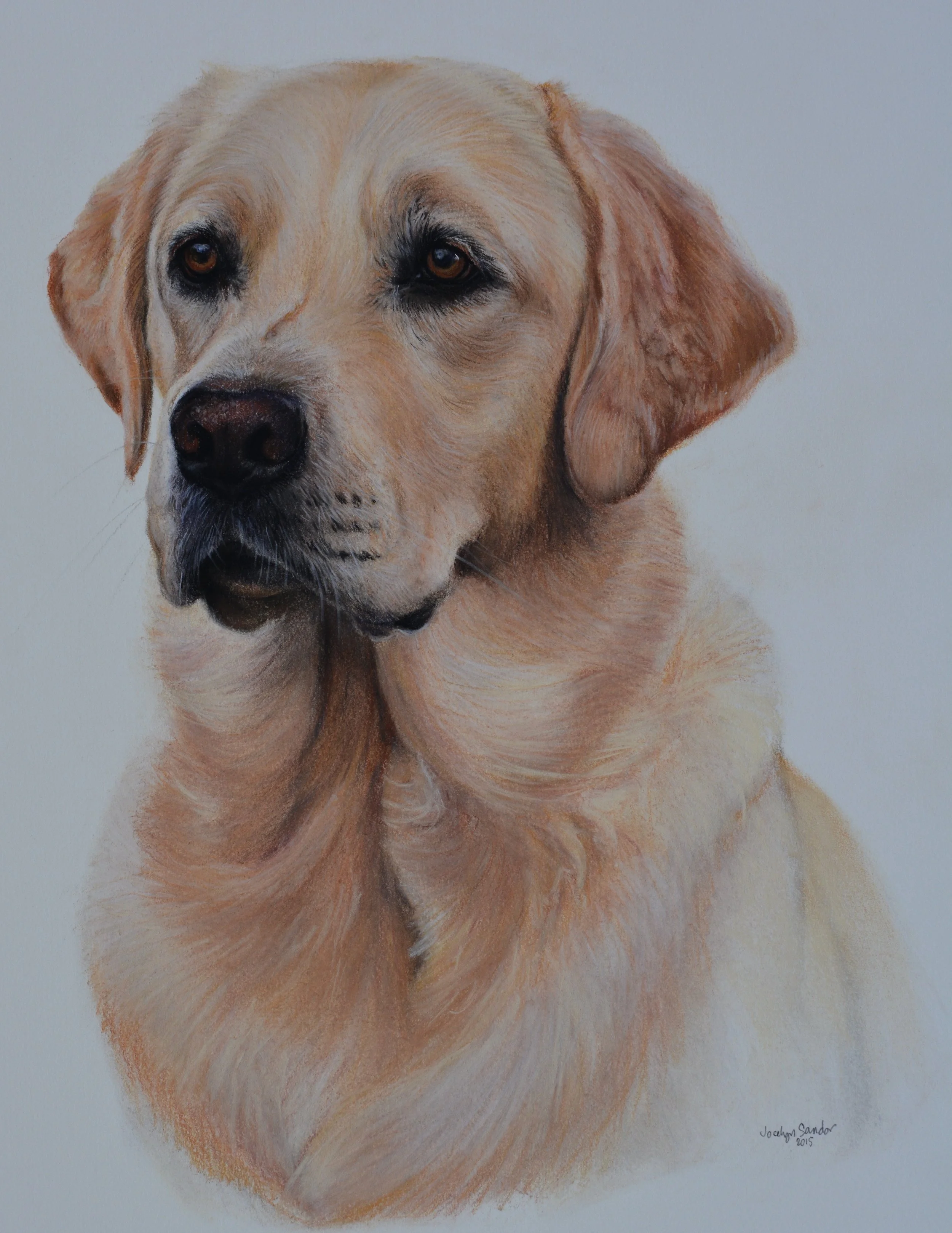 Finn · conte crayon drawing · 20 × 24 in. Private Collection