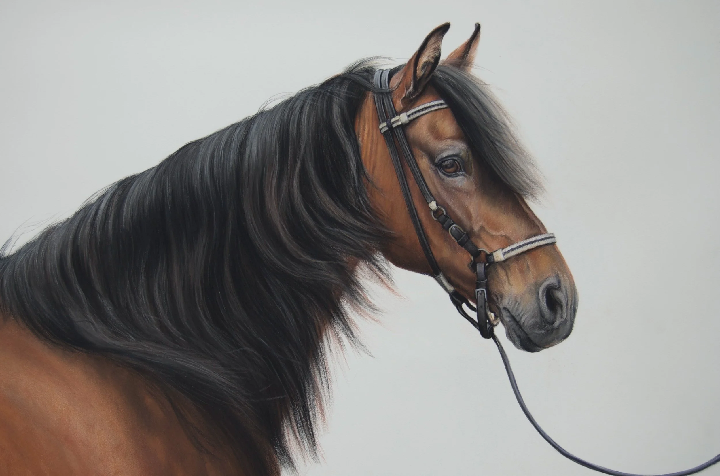 Harley · conte crayon drawing · 22 × 30 in. Collection of the Artist