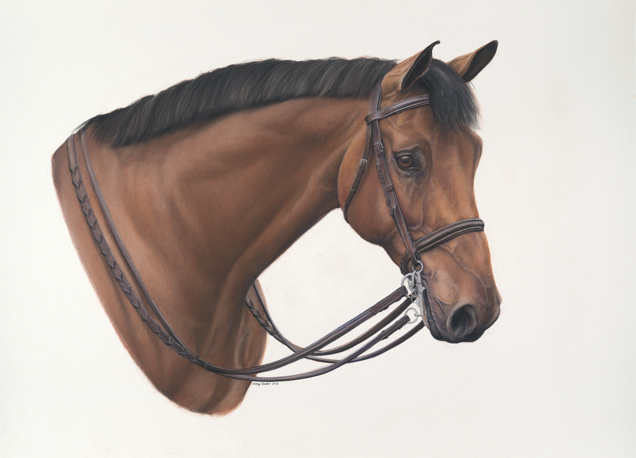 Bay Hunter · conte crayon drawing · 22 × 30 in. Private Collection