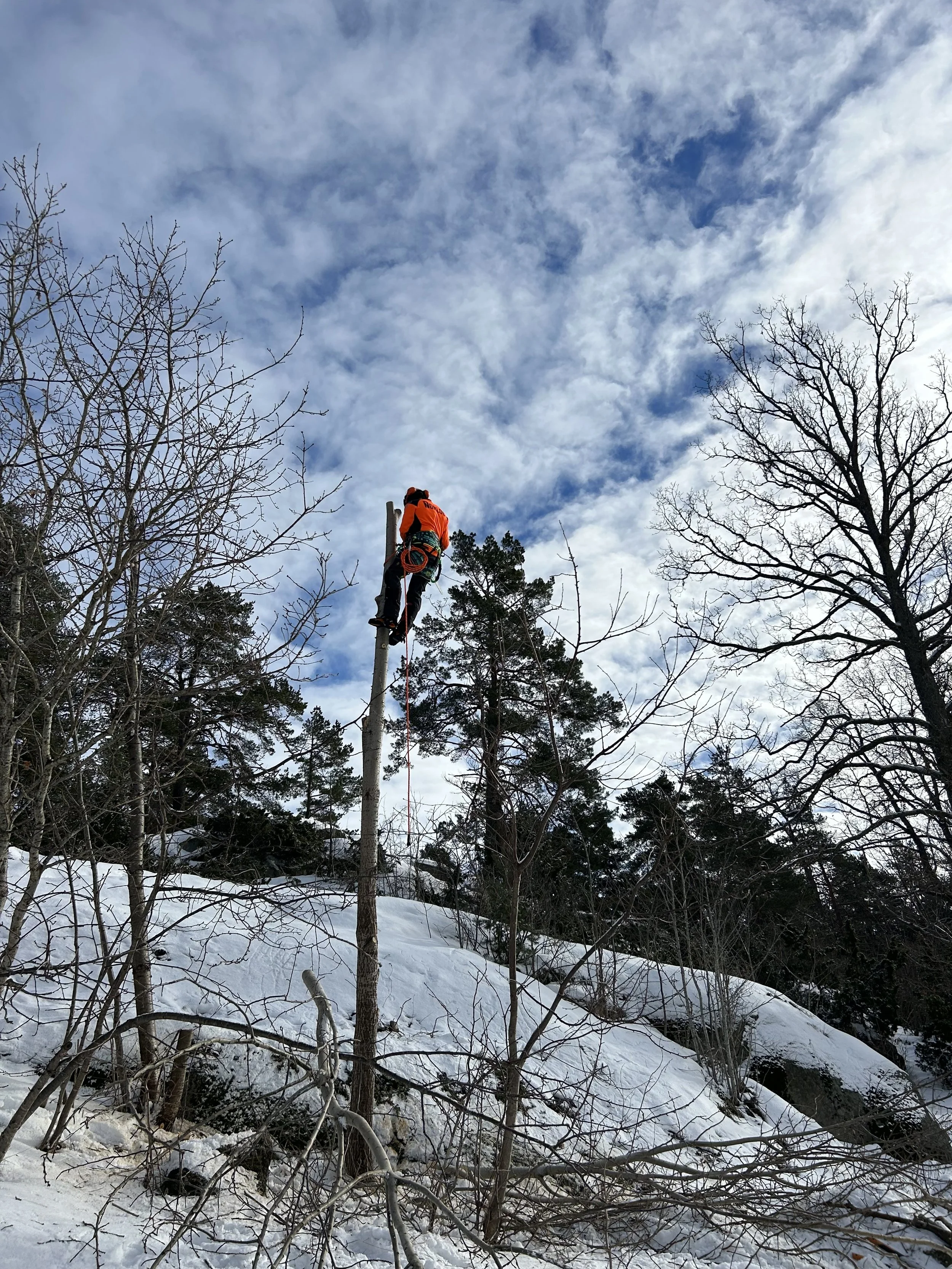 Trefelling