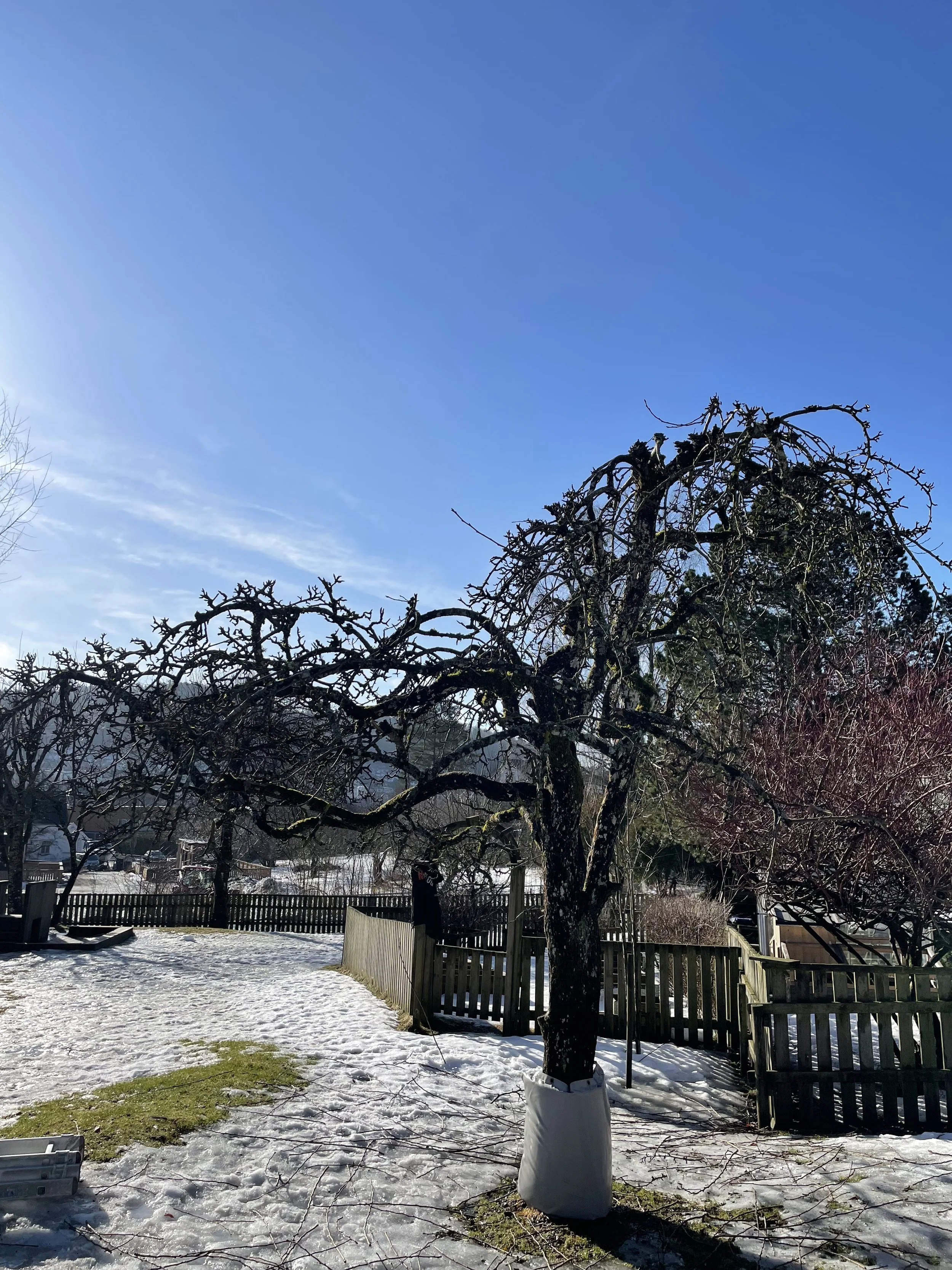Beskjæring