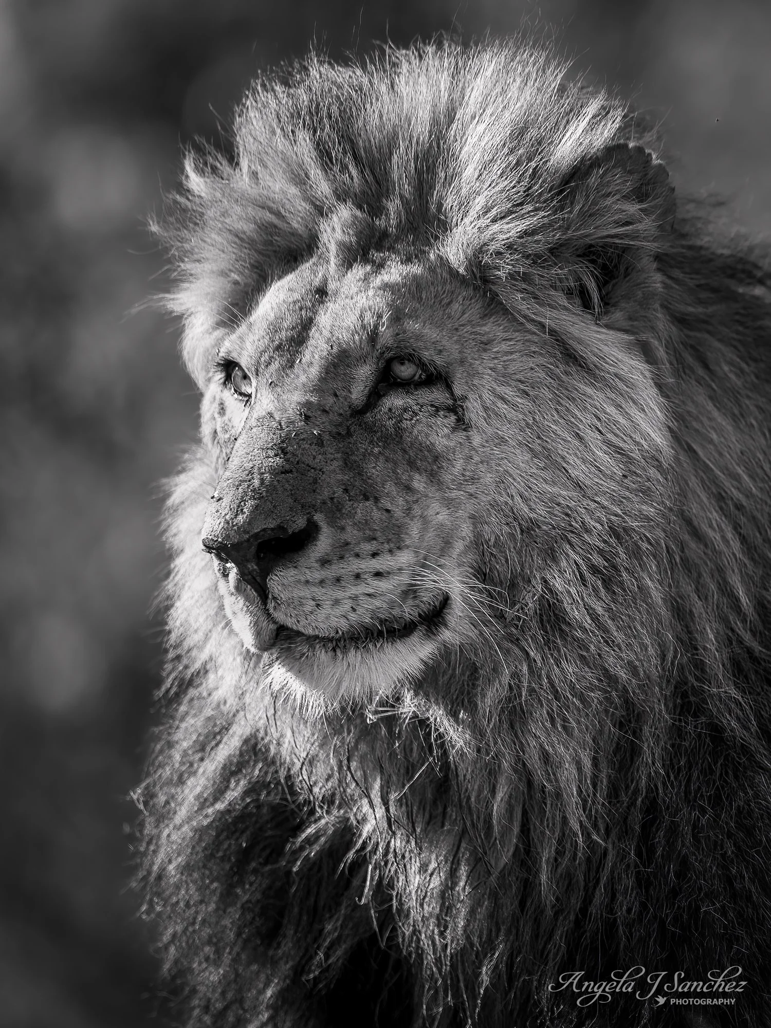 PORTRAIT OF CONFIDENCE – A male lion in the Naibosho Conservancy in Kenya.