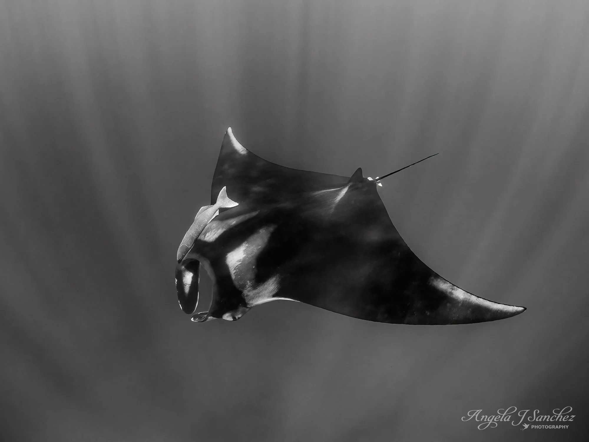 TOP 31/JUDGE'S CHOICE - Macro, Micro, and All Other Wildlife Category in the 2026 North American Nature Photography Association (NANPA) Showcase Competition
GENTLE GLIDER - A giant oceanic manta ray with attached remora swimming in the Sea of Cortez,