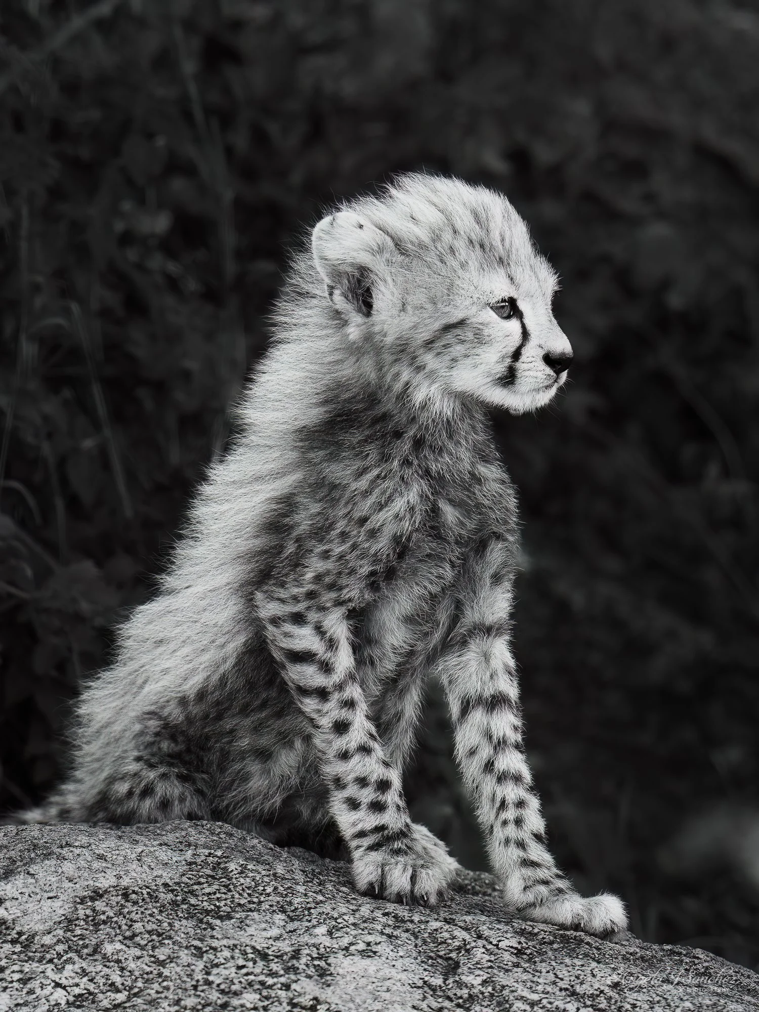 CHEETAH CUB CUTENESS 2 - A young cheetah cub sitting on a rock formation while hanging out with its siblings.  I love how they sound like little birds chirping. (Serengeti National Park, Tanzania)