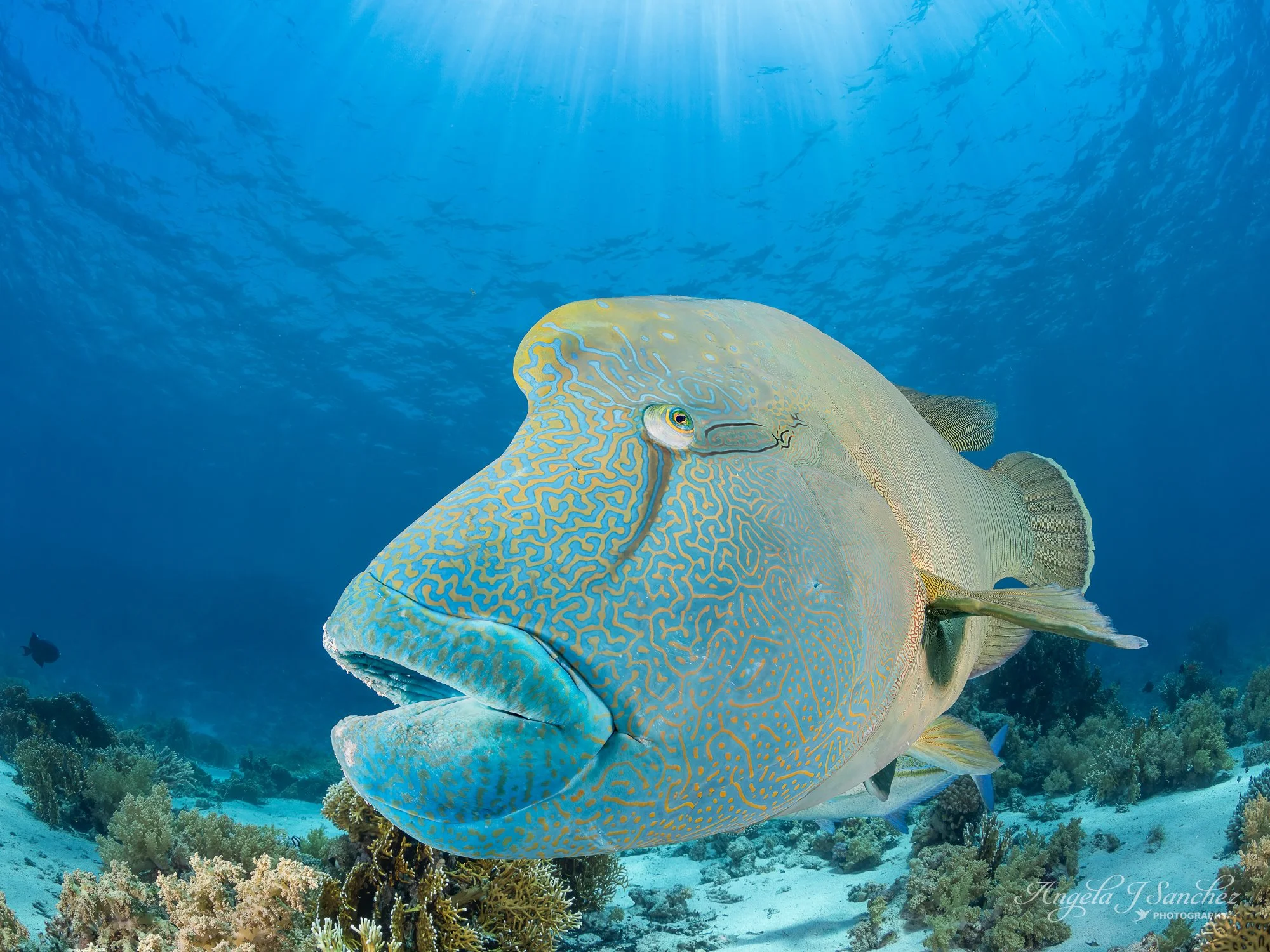 NAPOLEON WRASSE - A special close-up encounter with a Napoleon Wrasse at Shark and Yolanda Reefs in Ras Mohammed National Park.  According the World Wildlife Find (WWF), the Napoleon Wrasse (also known as the Humphead Wrasse) can grow to 6 feet and m