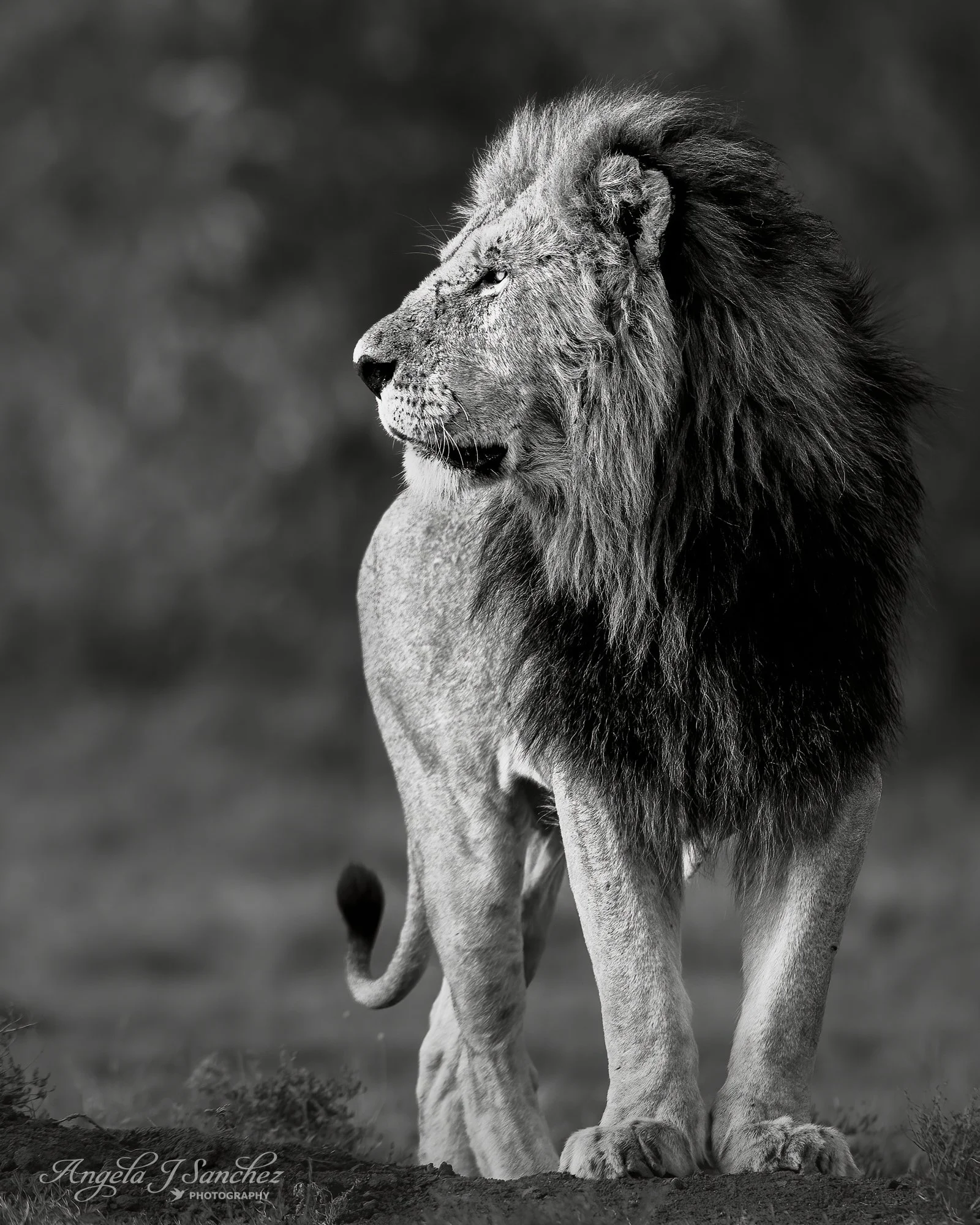 HANDSOME FELLA OF NAIBOSHO – A male lion in the Naibosho Conservancy in Kenya.