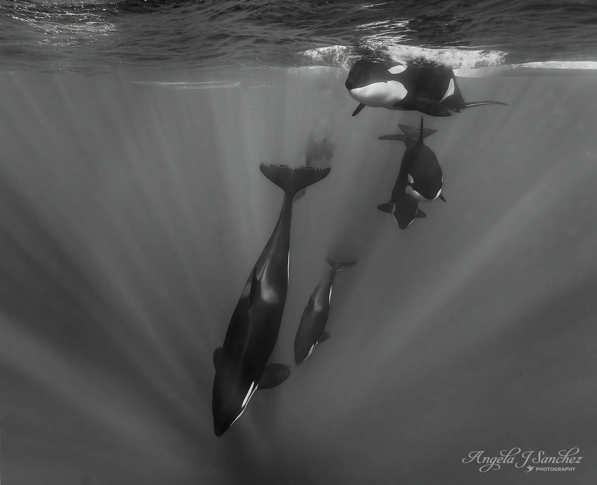 WINNER OF THE SPECIAL AWARD: OCEAN LIFE in the 2025 Share the View International Nature Photography Contest; FINALIST in the 2026 Siena International Photo Awards; TOP 250 in the 2026 North American Nature Photography Association (NANPA) Showcase Com