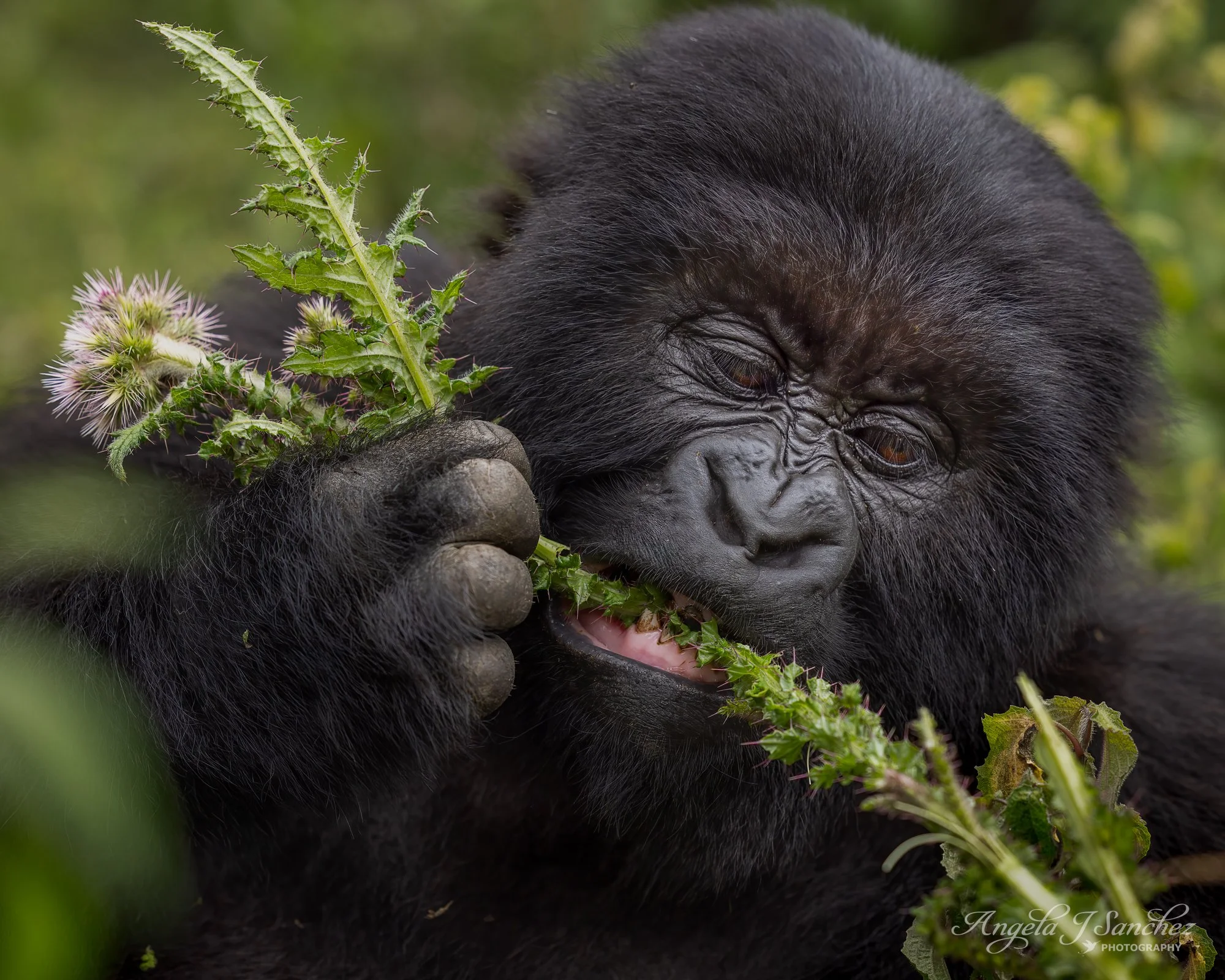 WINNER of the SPECIAL AWARD: NATIONAL PARKS AND REFUGES in the 2024 Share the View International Nature Photography Contest
SNACK TIME - A young mountain gorilla munching on vegetation in Volcanoes National Park in Rwanda.