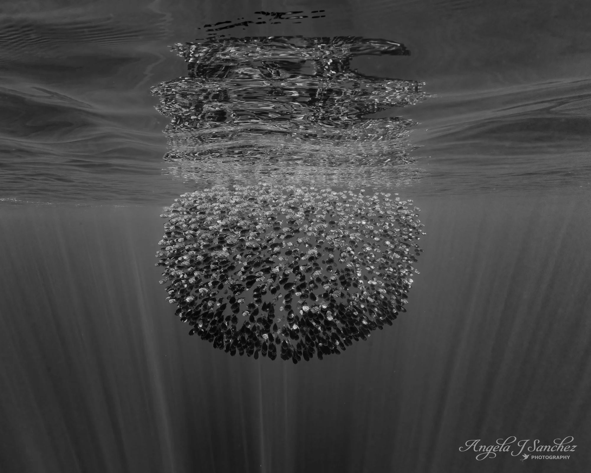 FIRST PLACE - Nature/Amateur Category in the 2024 Monochrome Awards International Black and White Photography Contest
FISH BALLOON - While looking for marine megafauna in the Sea of Cortez, our group spotted what appeared to be a large bait ball of f