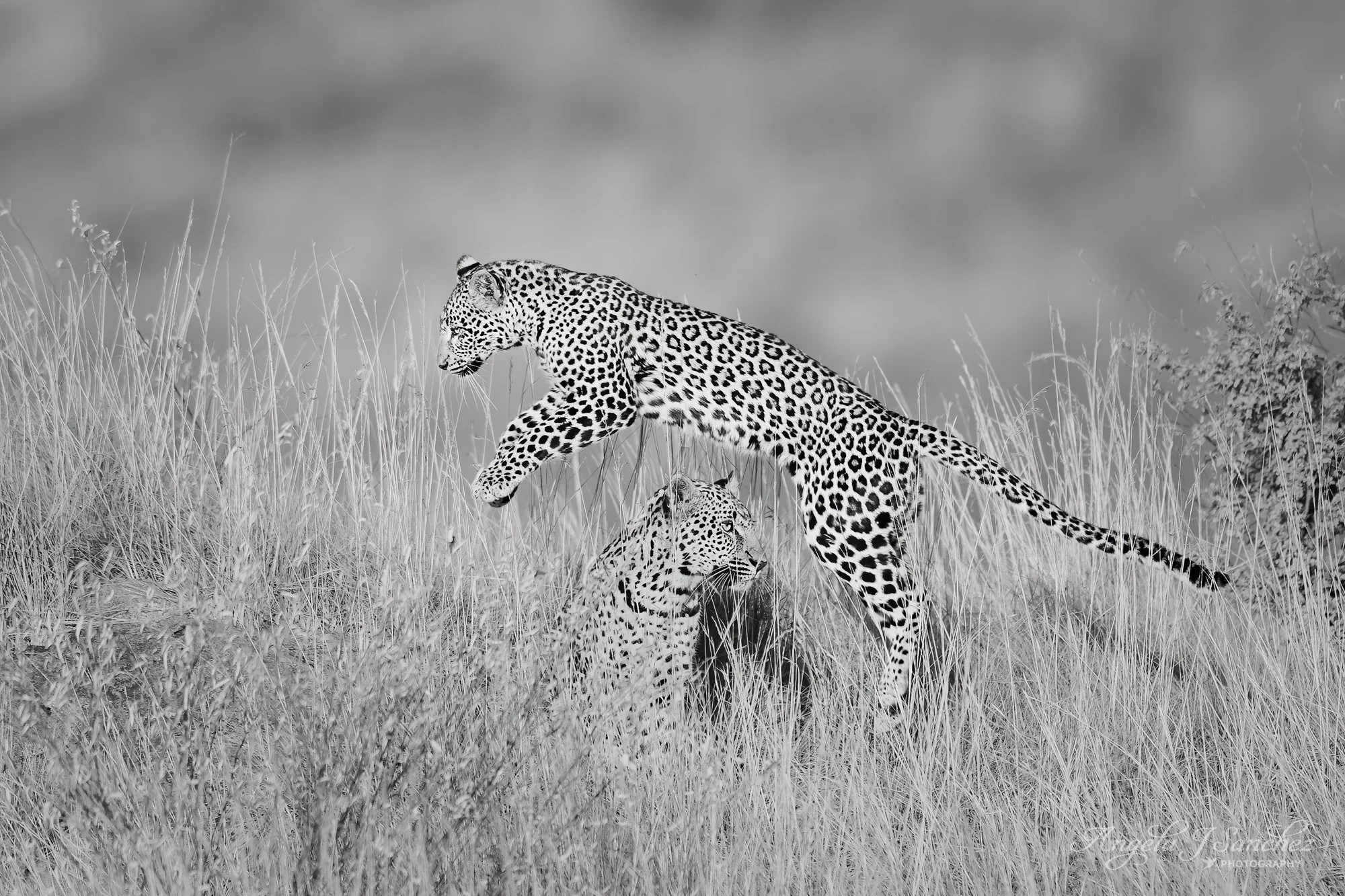 GIZA'S PLAYFUL CUBS – Male and female leopard siblings playing in Laikipia, Kenya.  Yesterday, I posted photos of their mother, a rare black leopard named Giza.  She has melanism which is a genetic variation that causes excess melanin resulting in he