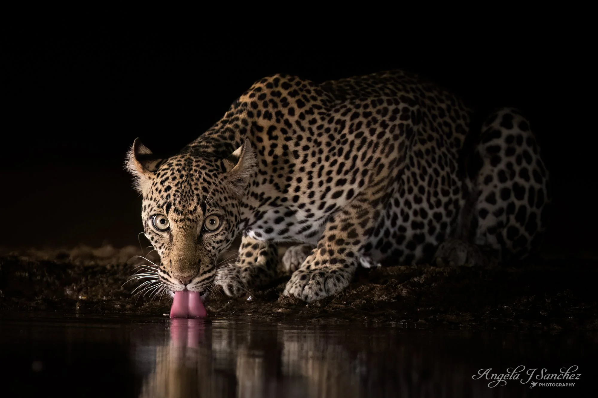 WINDOWS TO THE SOUL – A beautiful leopard gazing in my direction with big, piercing eyes while visiting the watering hole next to a night hide in the Shompole Conservancy in Kenya.  