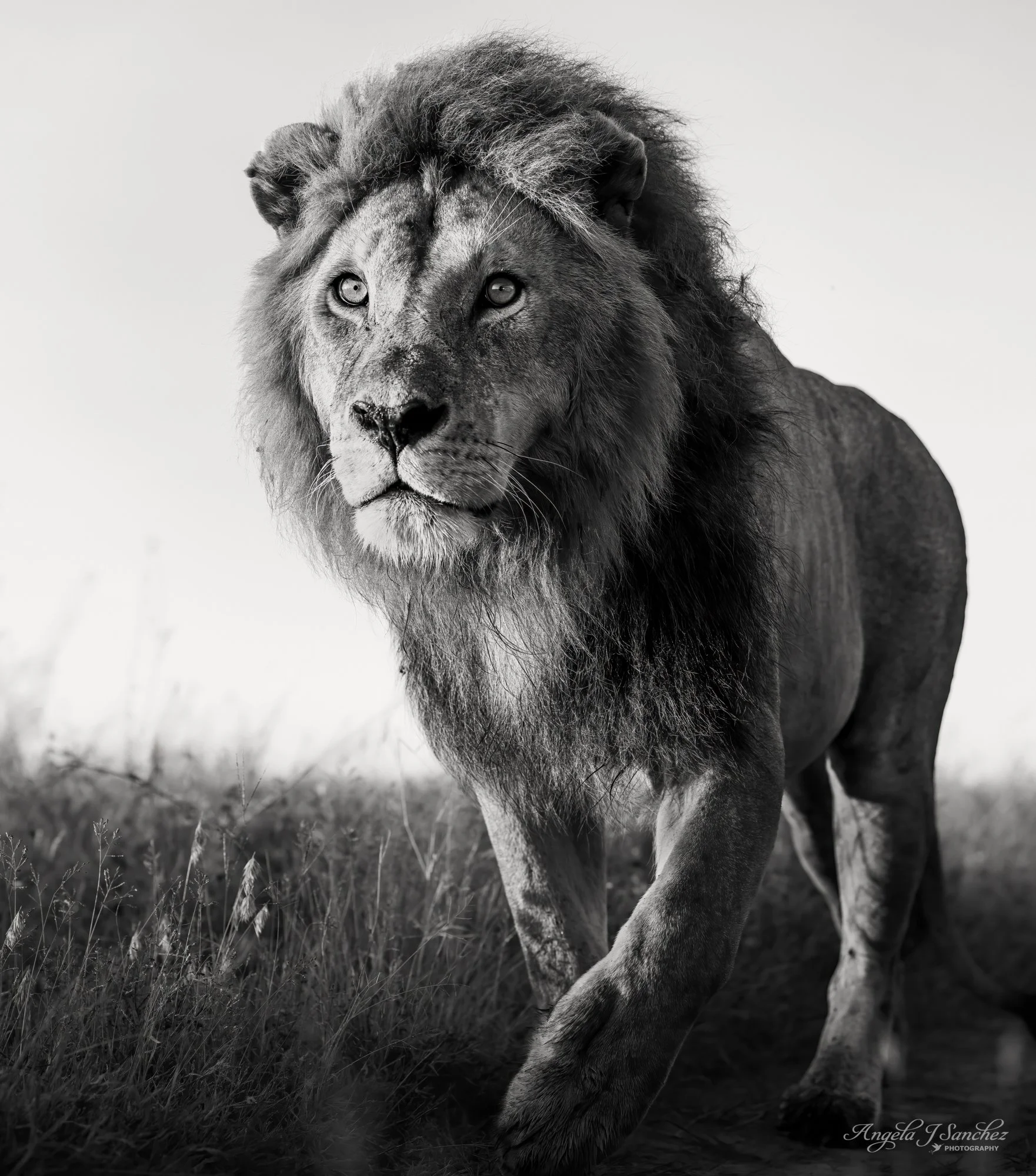 PASSING BY - A handsome male lion as he strolled past our jeep in the Serengeti National Park, Tanzania.
