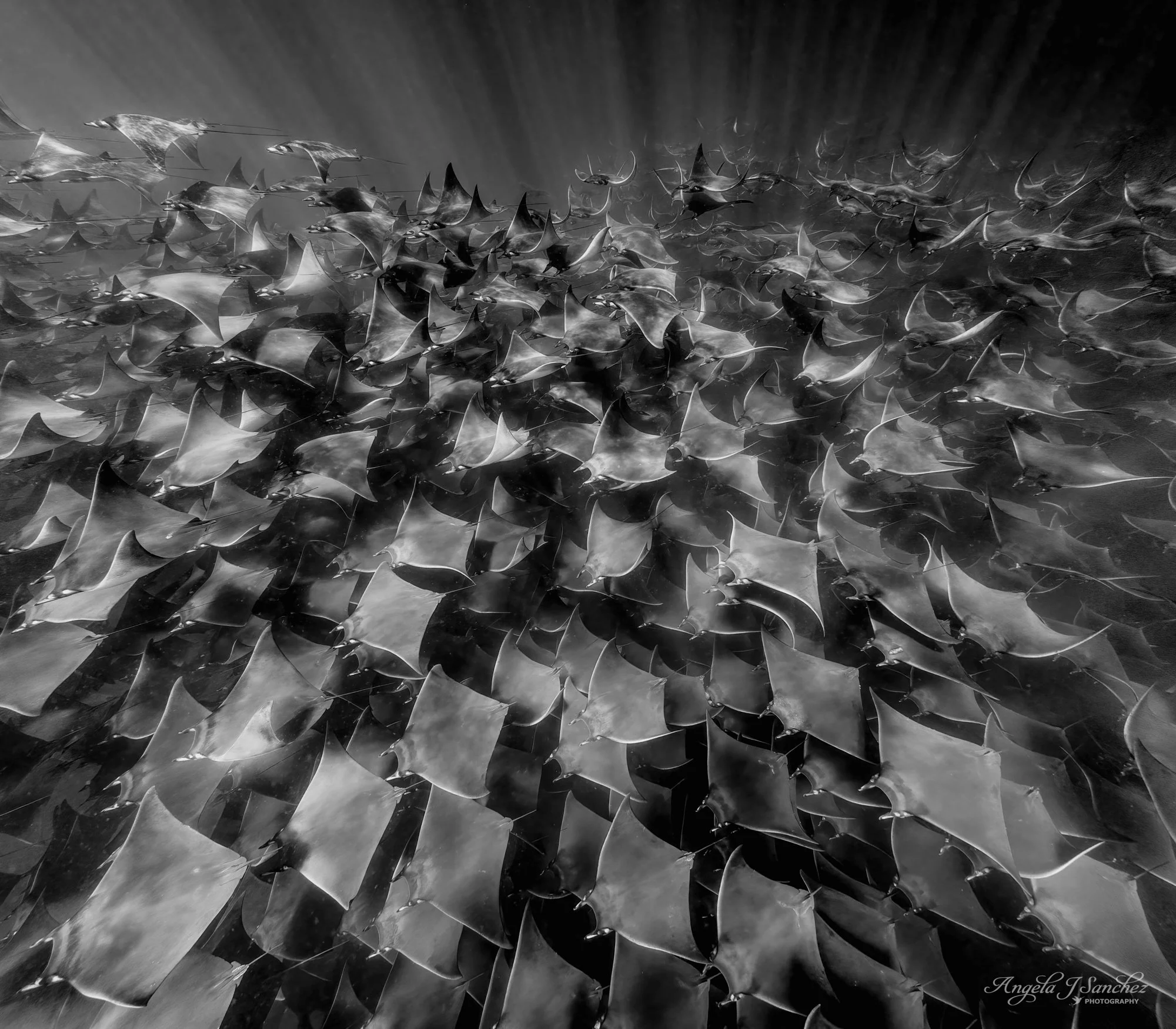 FIRST PRIZE - Macro/Other Category in the 2024 Share the View International Nature Photography Contest
UNDERWATER DANCERS - Beautiful, graceful mobula rays swimming in the Sea of Cortez are an impressive and breathtaking sight underwater with their m