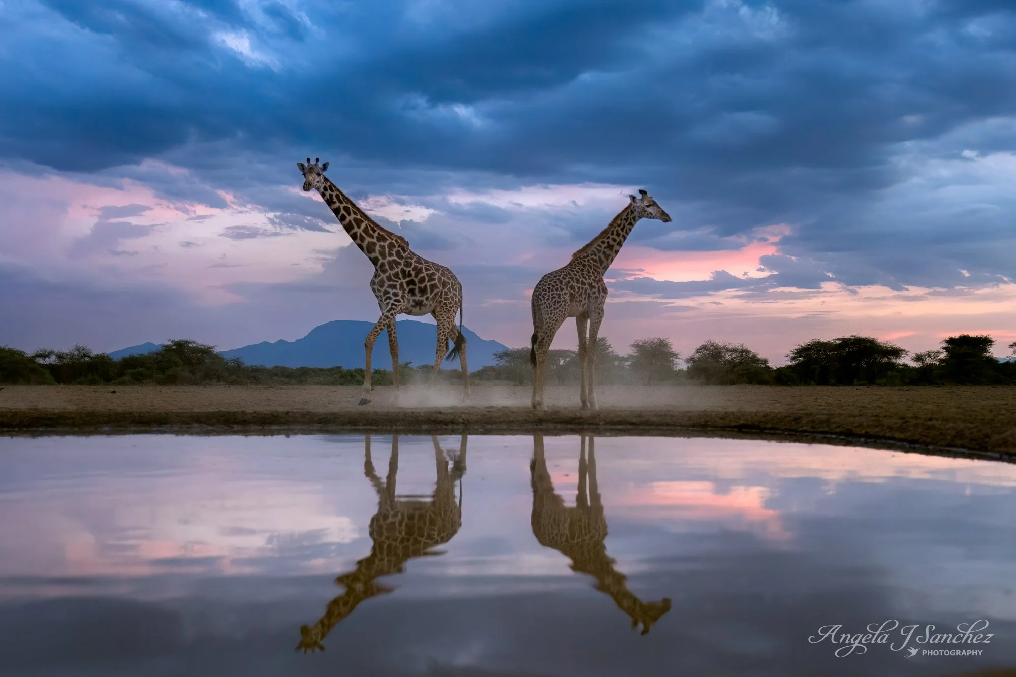 SUNSET AT THE WATERING HOLE - A pair of Masai giraffes (Giraffa tippelskirchi) at the watering hole next to the Plains Hide at sunset in the Shompole Conservancy in Kenya.  
