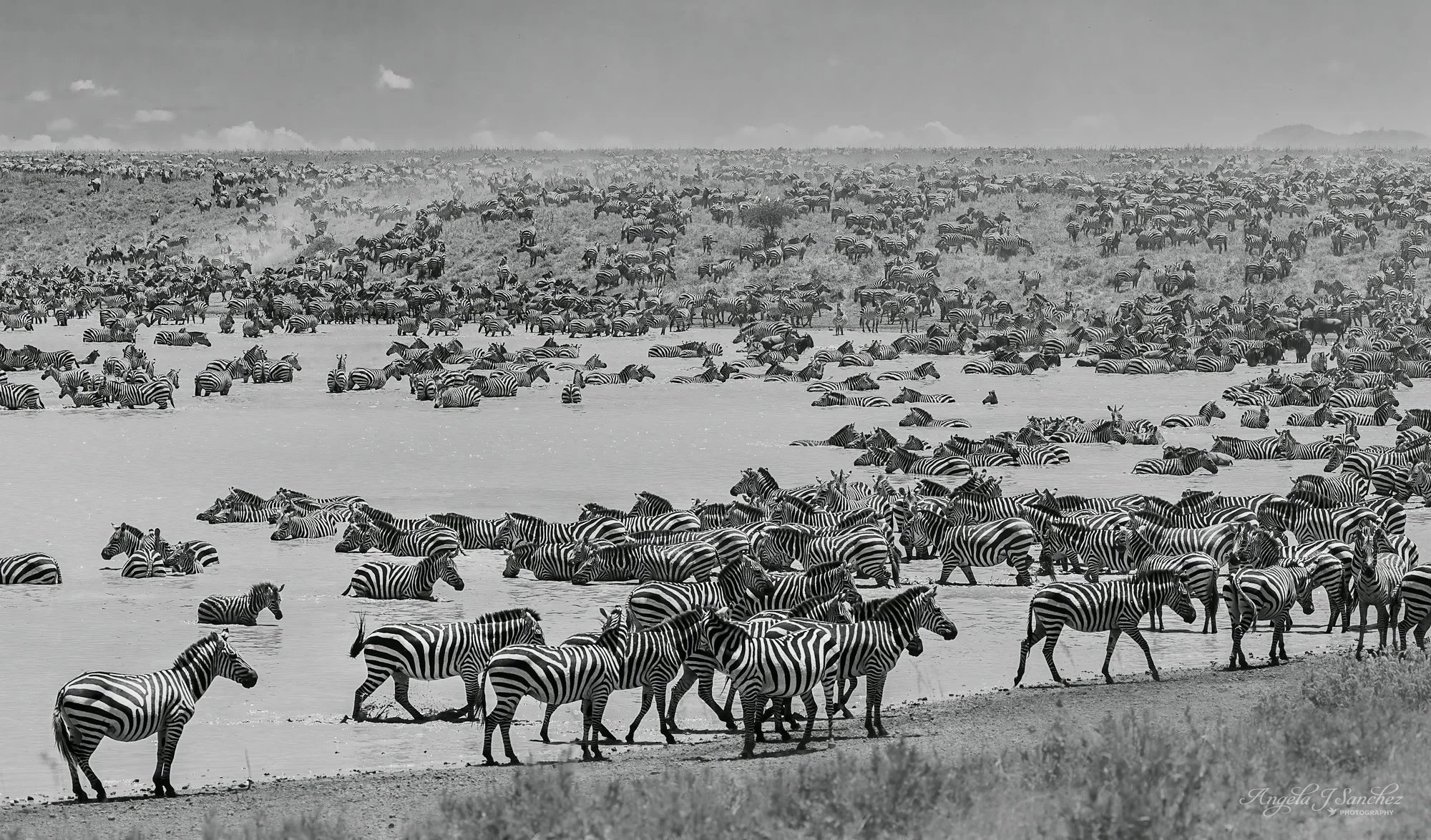 TOP 250 - 2025 North American Nature Photography Association (NANPA) Showcase Competition
POOL PARTY – During the month of March 2024, countless numbers of zebras and wildebeest descended upon a lake in Ndutu, in the Ngorongoro Conservation Area of T