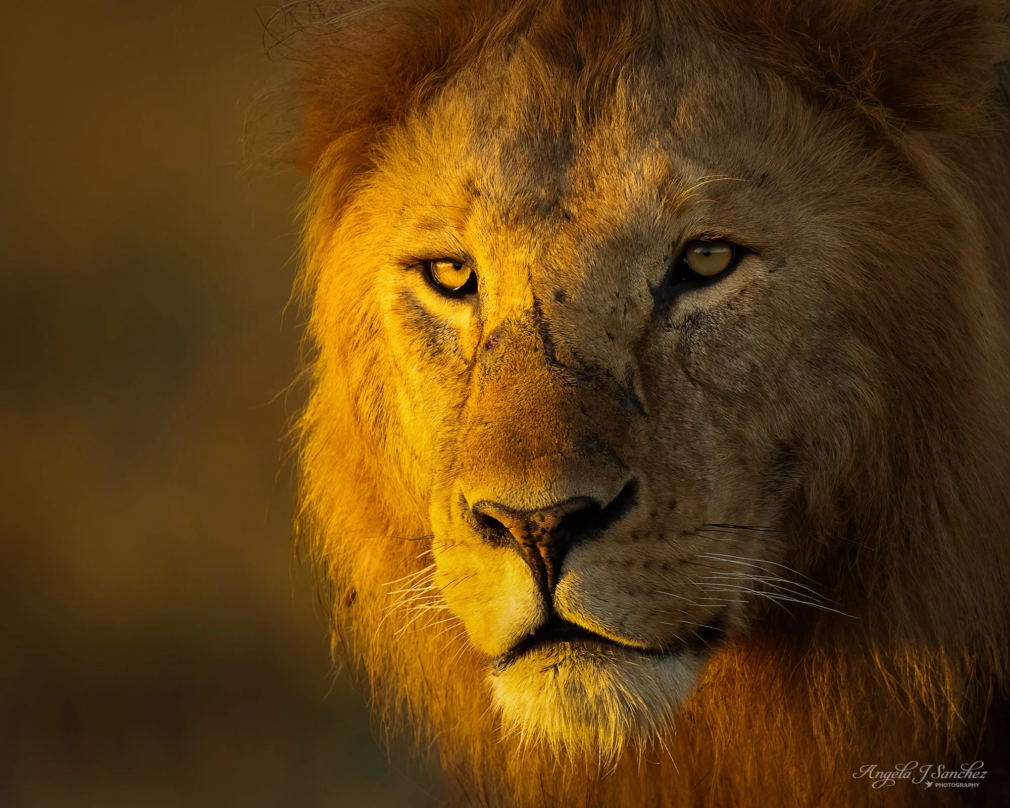 GOLDEN BOY - A male lion showered in the early morning golden light. (Ngorongoro Conservation Area/southern Serengeti)