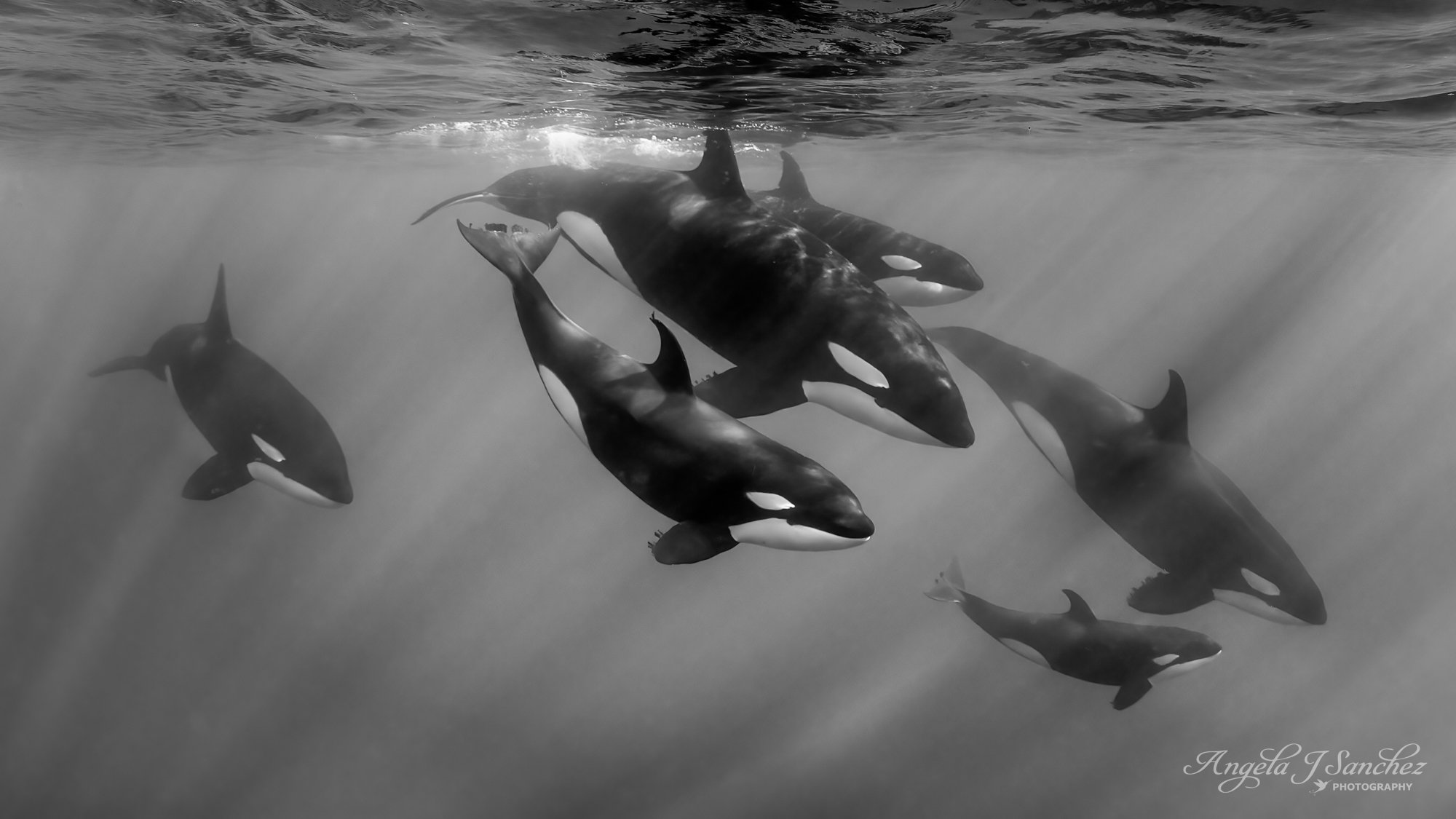 THIRD PLACE - The Best of 2025 Challenge in the 2025 Pangolin Photo Challenge
ORCA FAMILY – A family of orcas swimming in the waters of the Sea of Cortez.
While recently exploring the Sea of Cortez in Baja California Sur, Mexico, I saw many fascinati