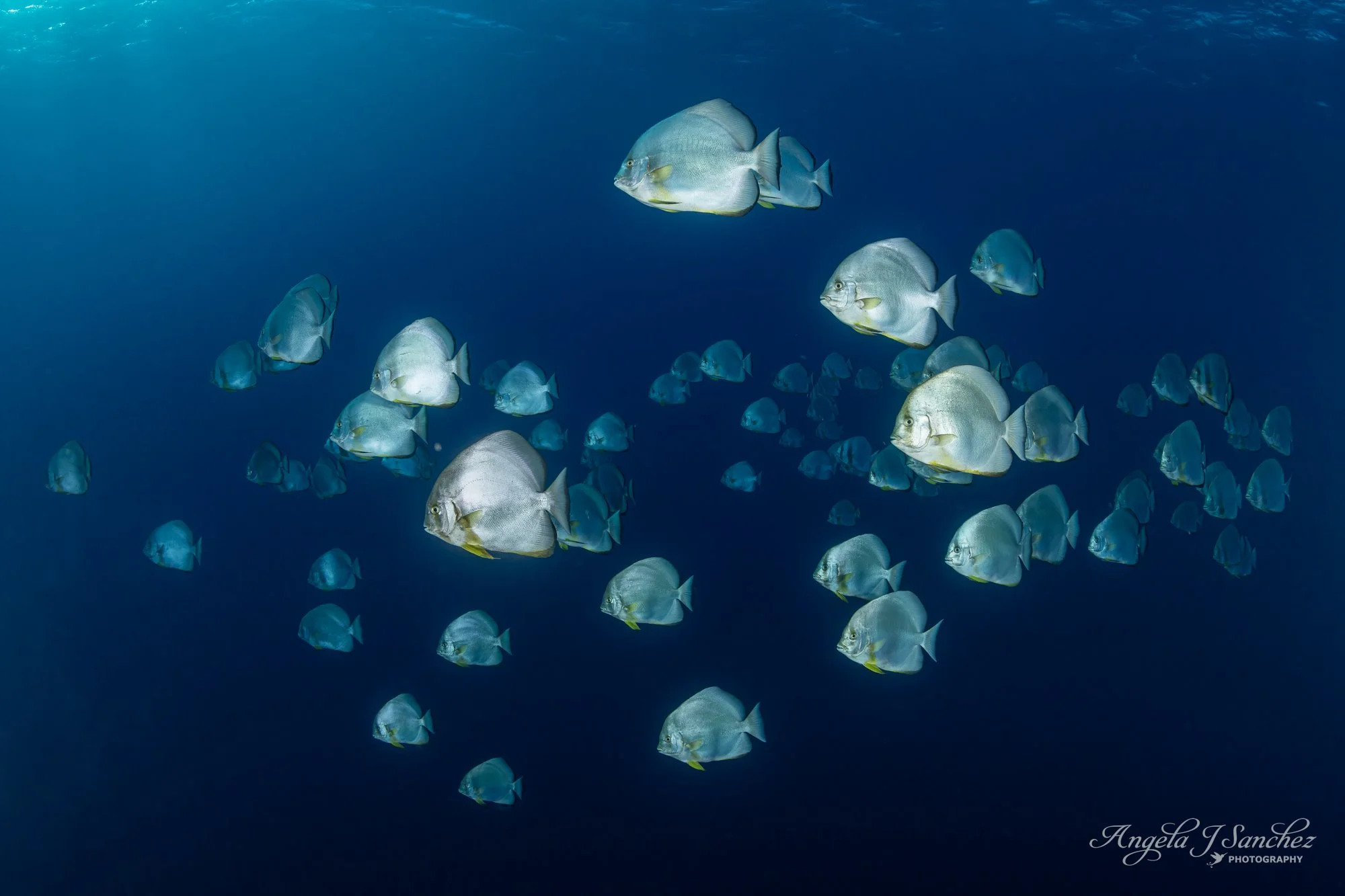 BATFISH - Shark and Yolanda Reefs, Ras Mohammed National Park