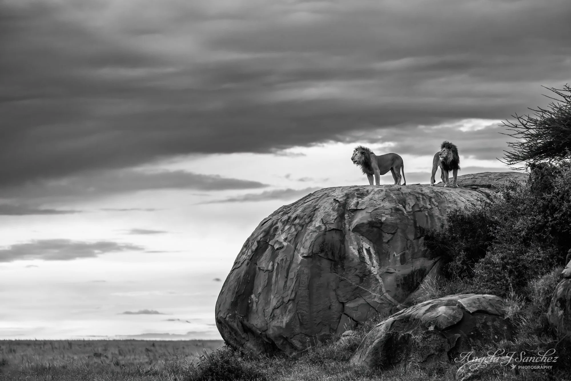 WINNER - Monochrome Wildlife Challenge in the 2025 Pangolin Photo Challenge; TOP 250 in the 2025 Share the View International Nature Photography Contest; TOP 250 in the 2026 North American Nature Photography Association (NANPA) Showcase Competition
L