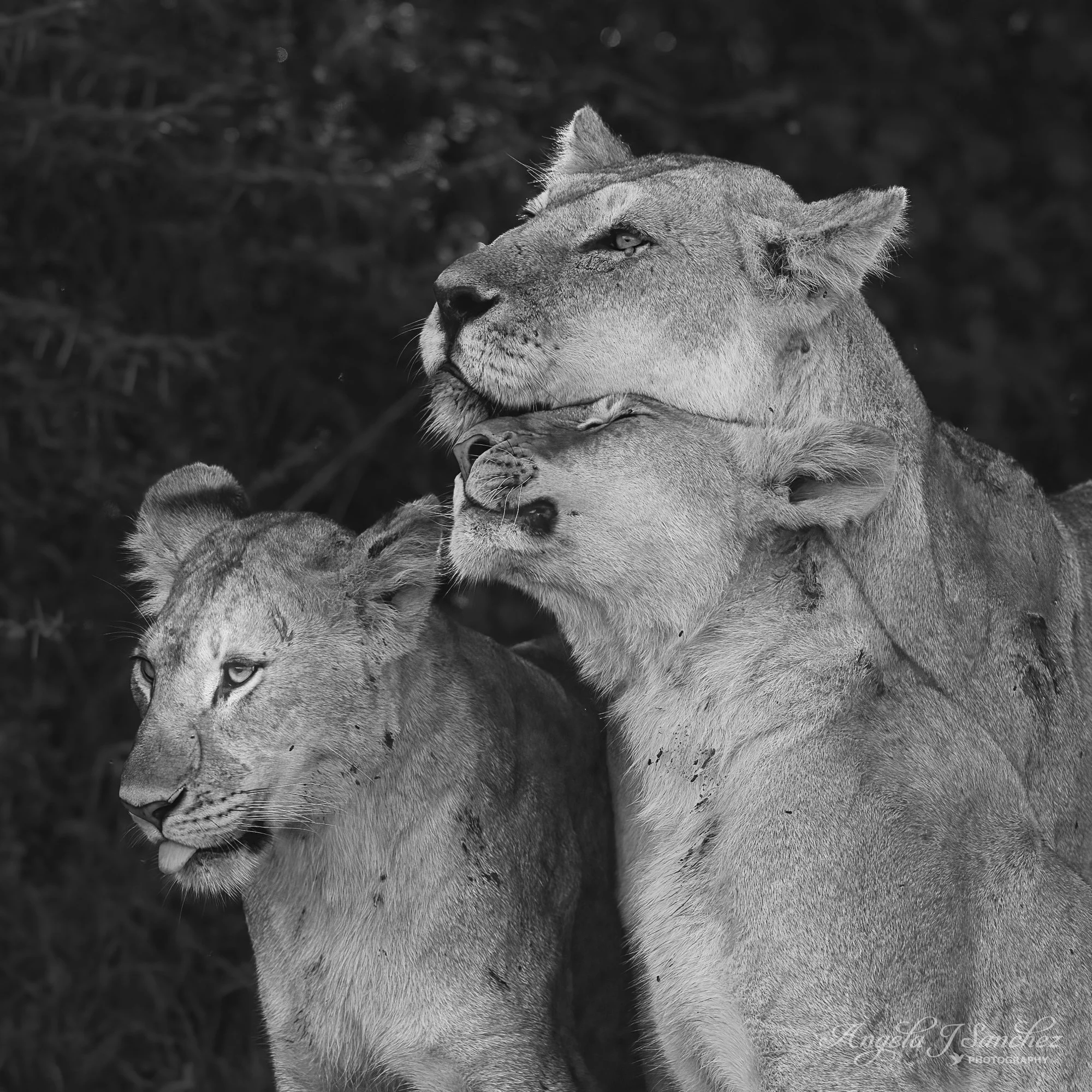 AFFECTION - A moment of affection between a lioness and two older lion cubs. (Ngorongoro Conservation Area, Tanzania)