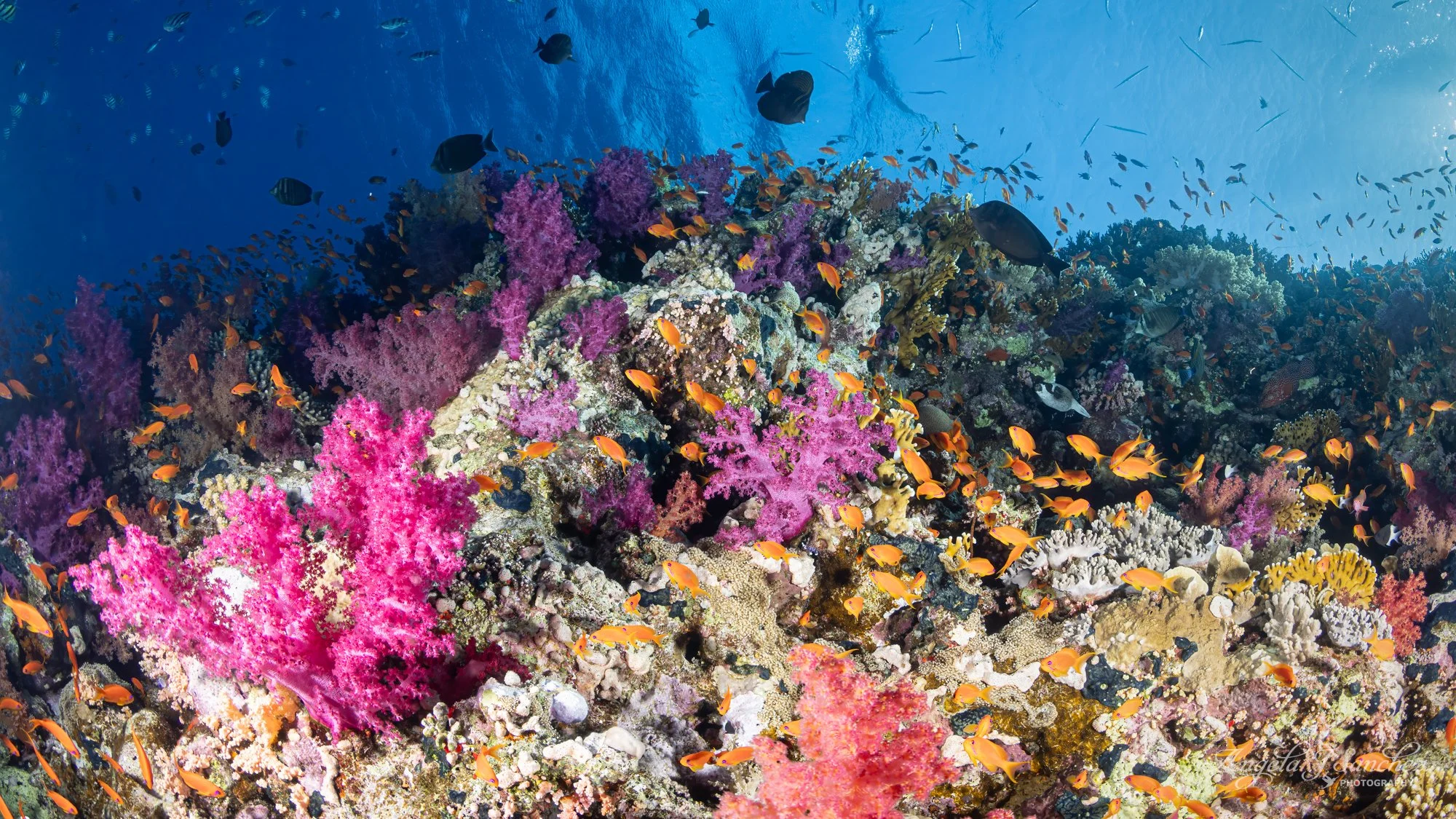 ANTHIAS IN SOFT CORAL – Shark and Yolanda Reefs, Ras Mohammed National Park