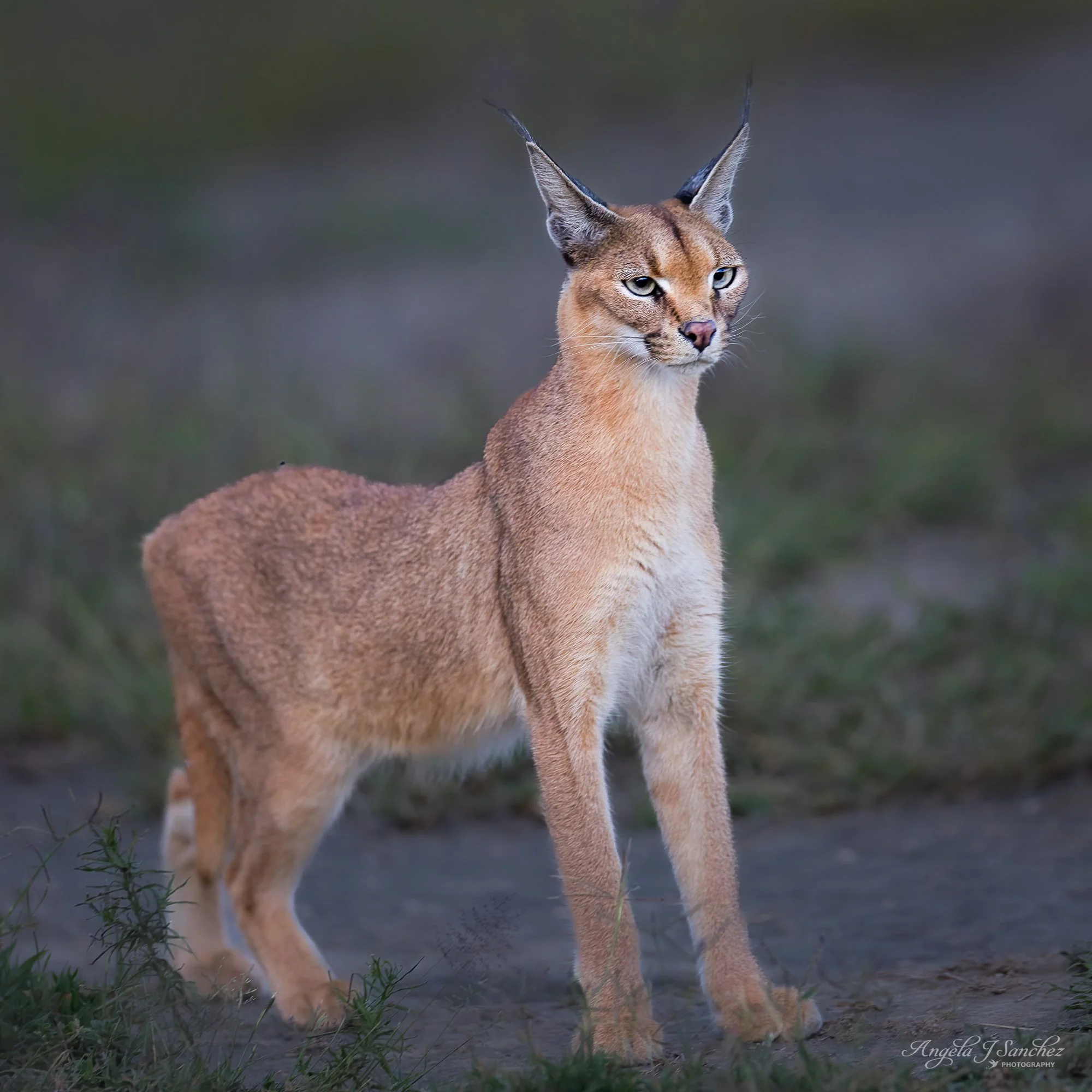 CARACAL - A caracal posing in the Ngorongoro Conservation Area of Tanzania.