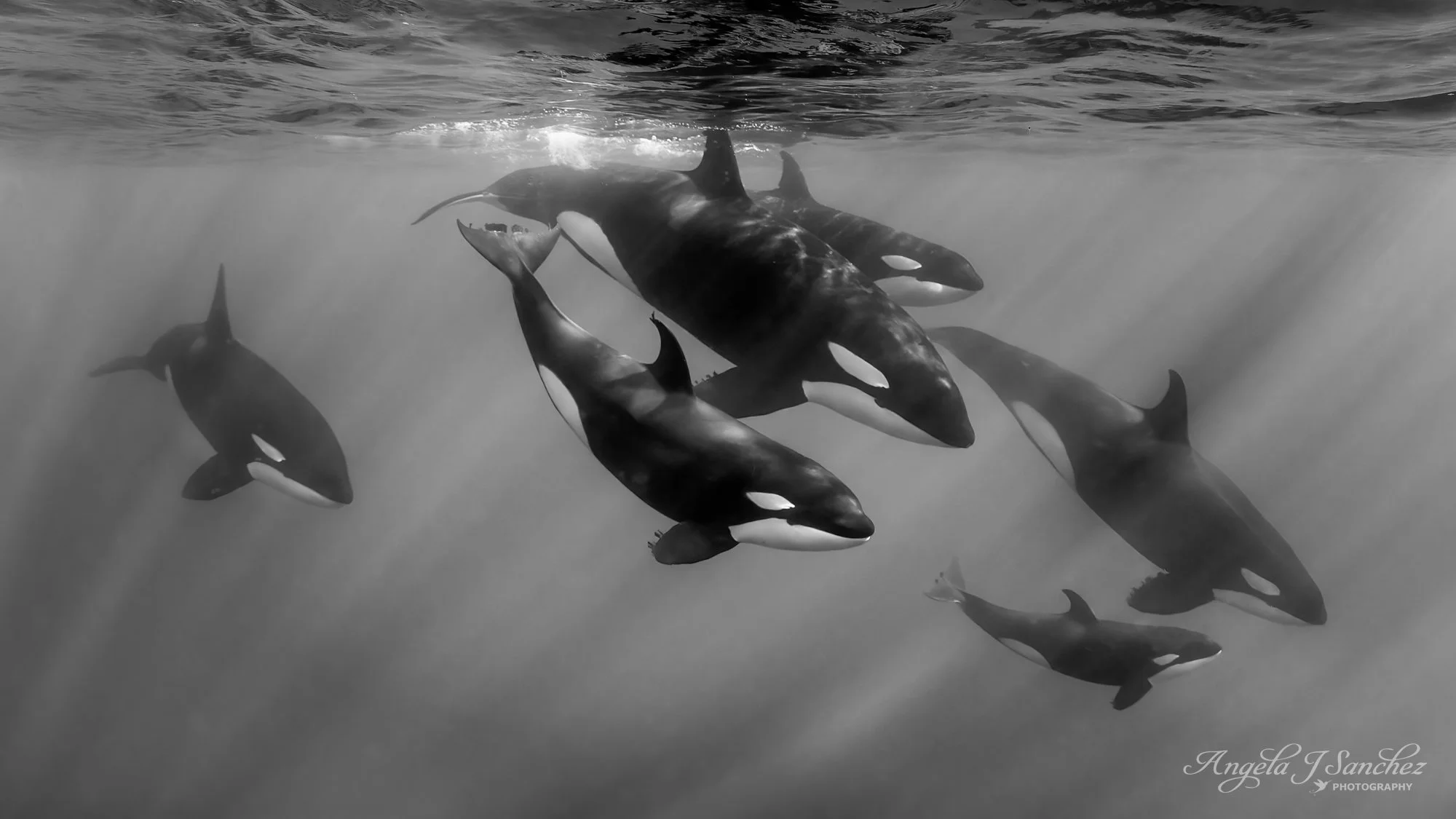 THIRD PLACE - The Best of 2025 Challenge in the 2025 Pangolin Photo Challenge
ORCA FAMILY – While recently exploring the Sea of Cortez in Baja California Sur, Mexico, I saw many fascinating creatures.  On the very last day, I finally encountered the 