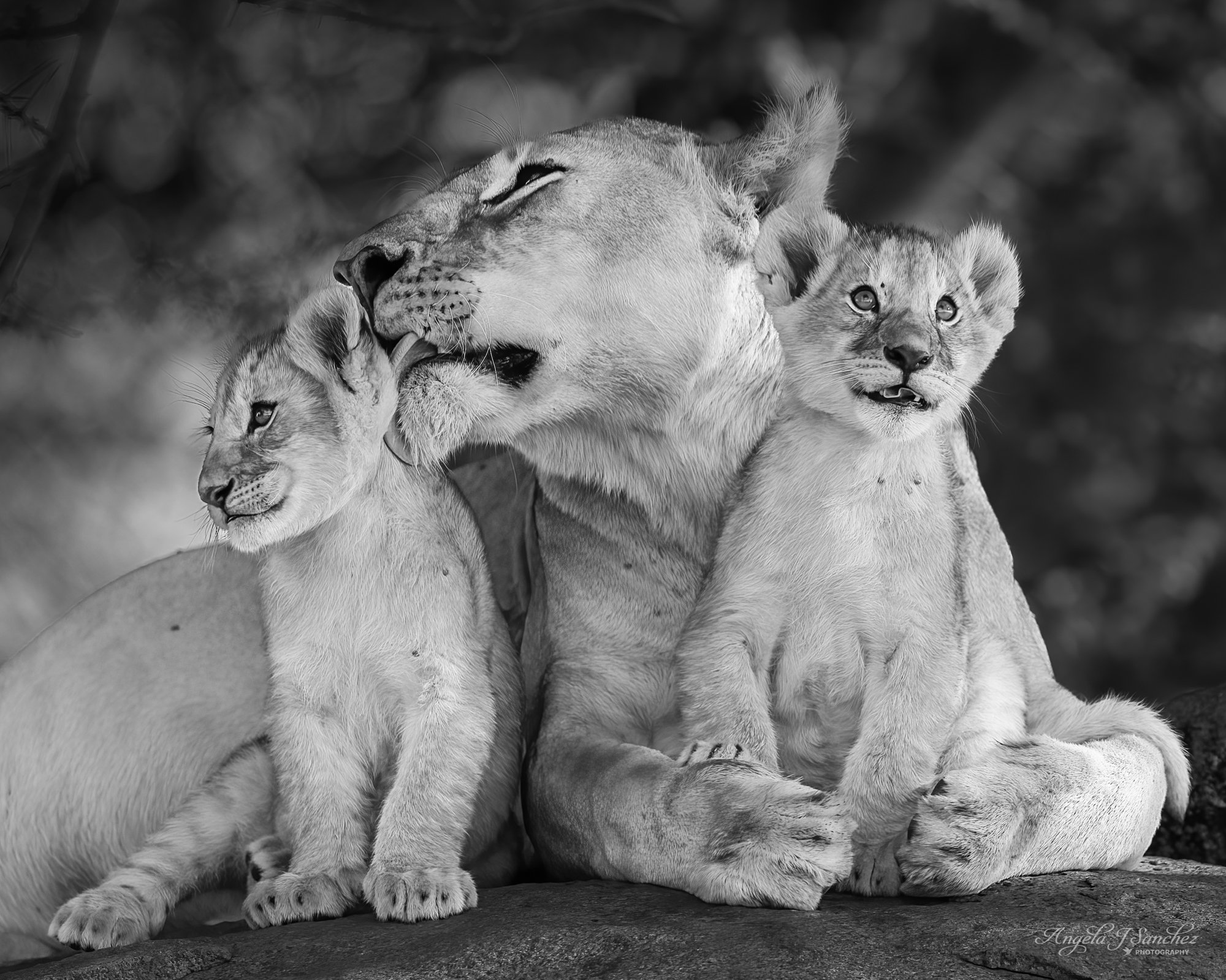 A MOTHER'S LOVE - Actually, all the female members of a lion pride take care of the cubs. (Serengeti National Park, Tanzania)