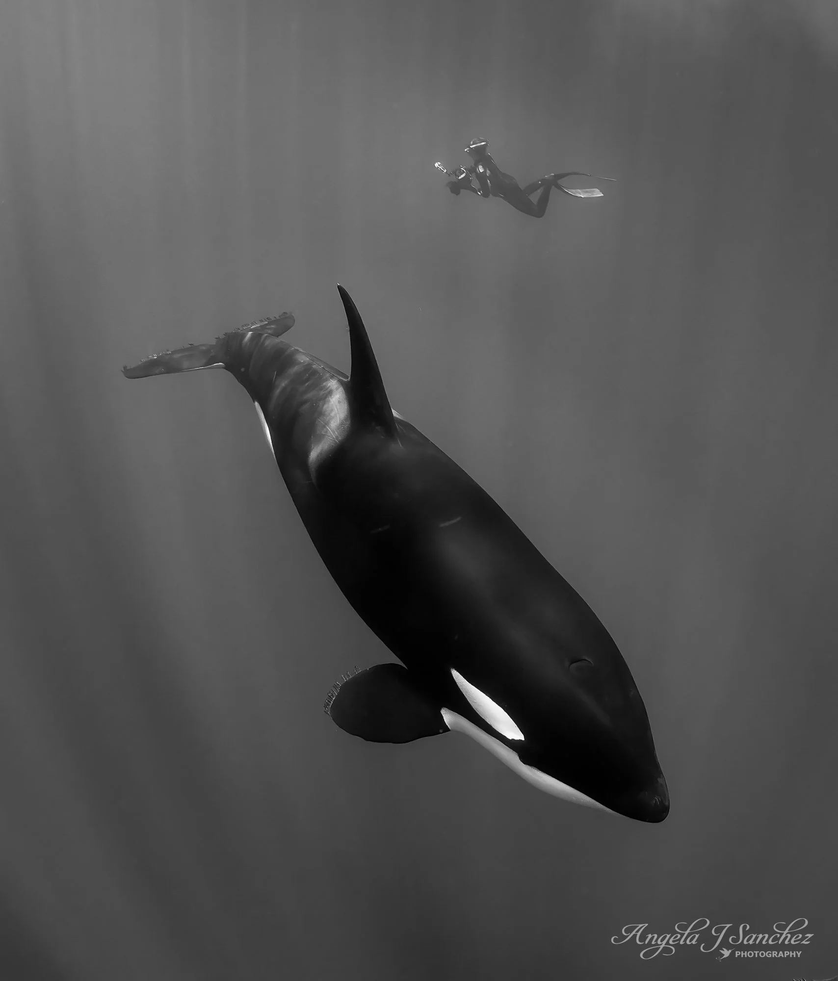 SWIMMING WITH AN APEX PREDATOR – While recently exploring the Sea of Cortez in Baja California Sur, Mexico, I saw many fascinating creatures including manta rays, silky sharks, sea lions, mobula rays, and dolphins.  On the very last day, I finally en