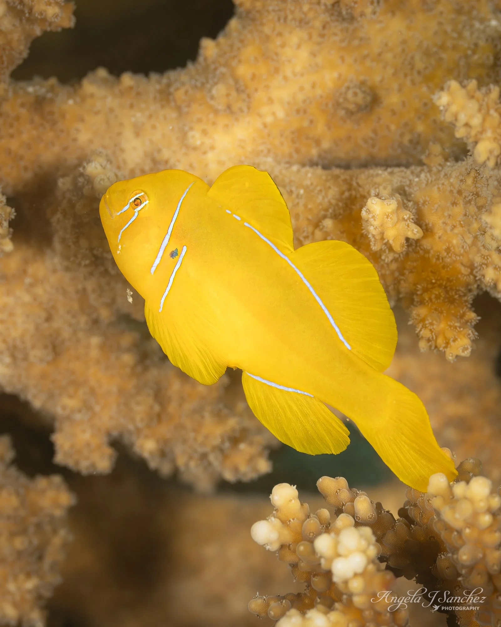 LEMON GOBY -Near Small Gubal Island