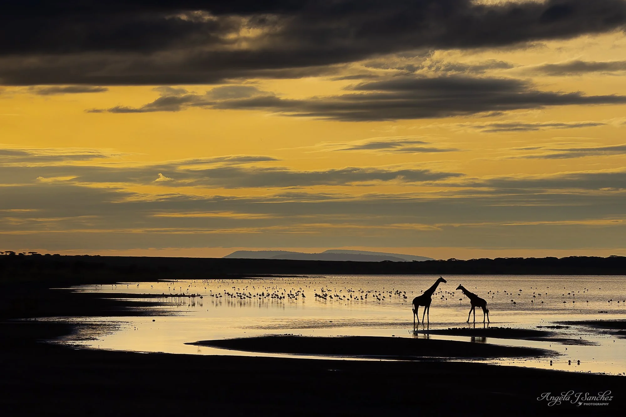 FINALIST in the 2026 Remembering Wildlife photo contest: Remembering Giraffes
GIRAFFES AT SUNSET – A sunset encounter with Masai giraffes (Giraffa tippelskirchi) wading in a lake with flamingoes in the background.  We stood on top of our vehicles to 