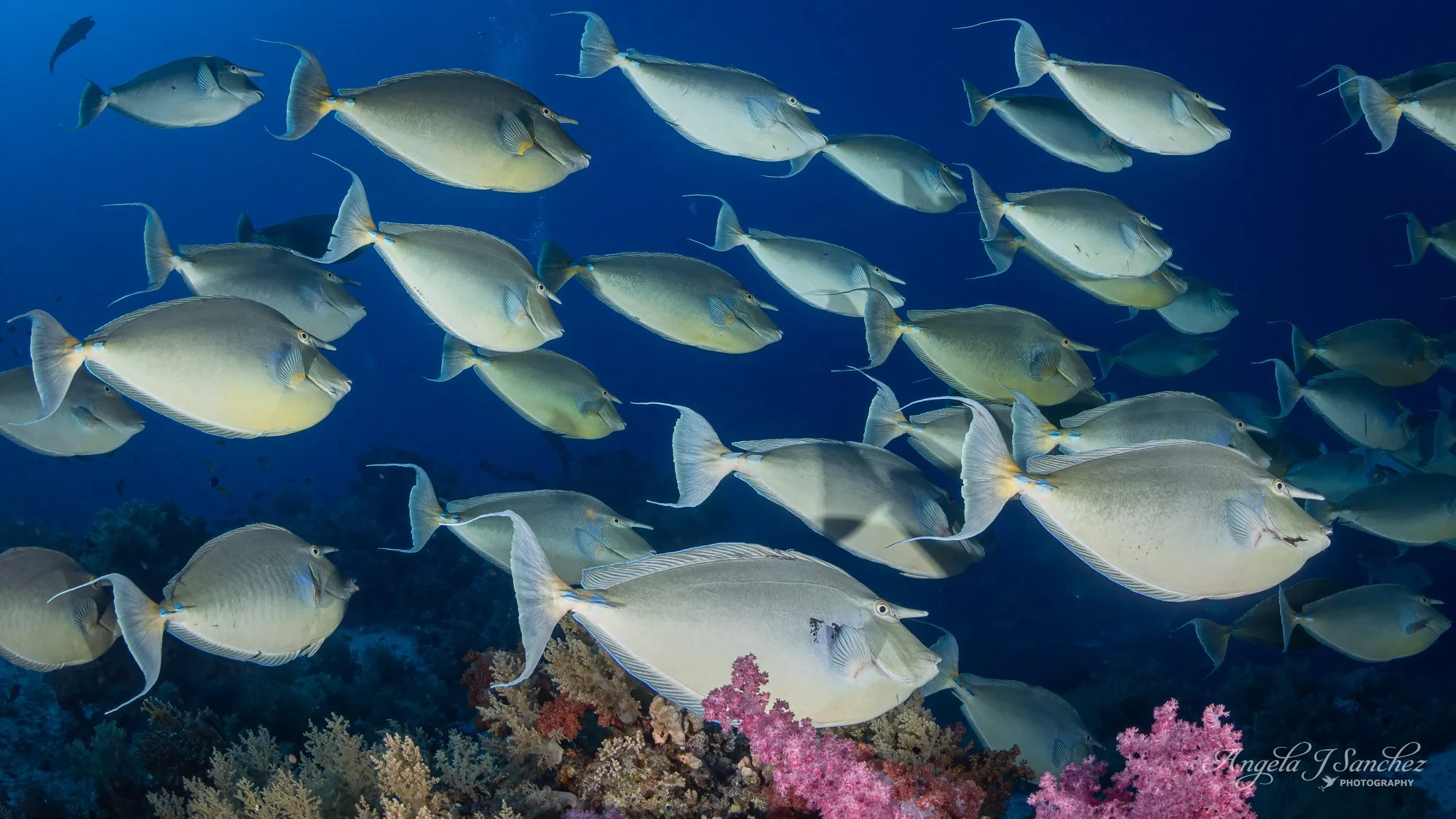 UNICORNFISH - Shark and Yolanda Reefs, Ras Mohammed National Park