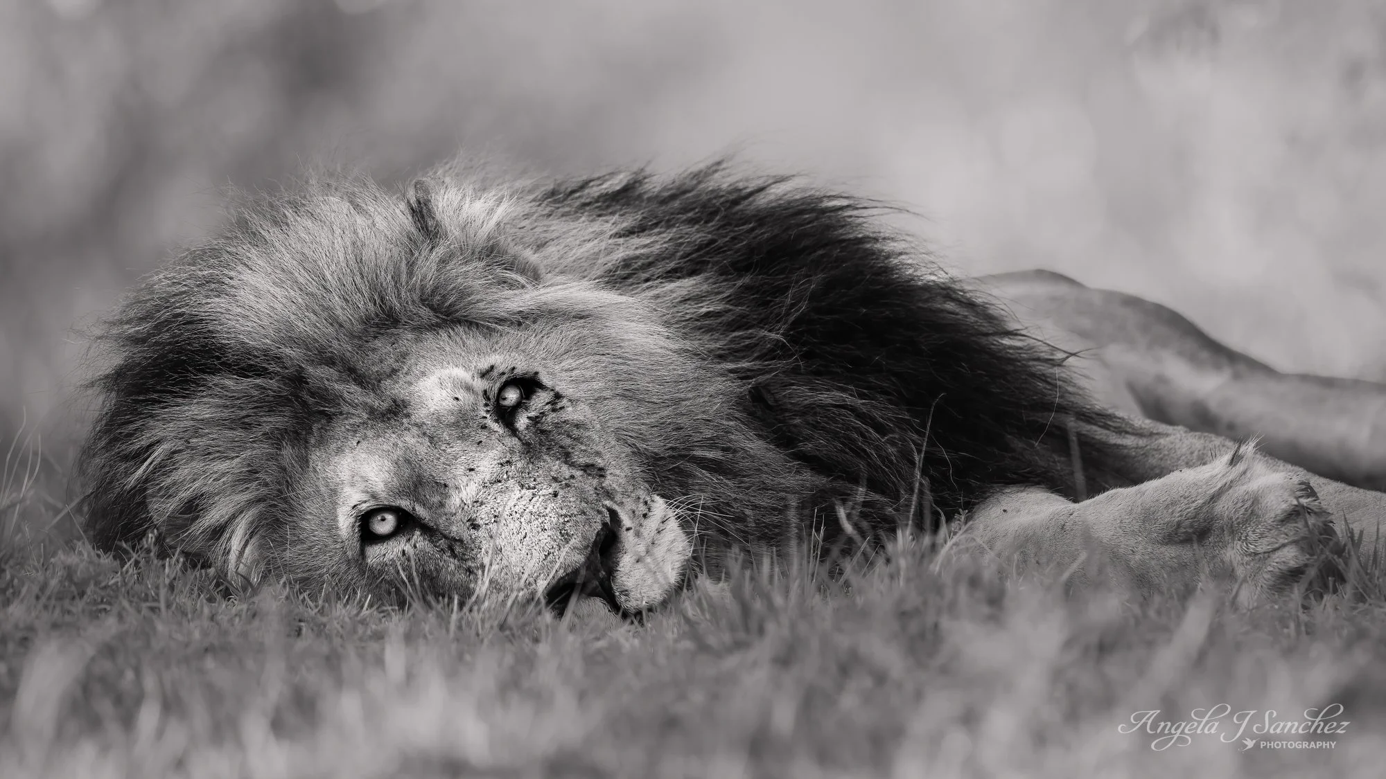 RELAXATION – A male lion in the Naibosho Conservancy in Kenya last month.  Handsome, fierce, confident, and strong – they can lead tough lives sometimes protecting their prides and often carry battle scars.  Lions were abundant on this trip to Kenya.
