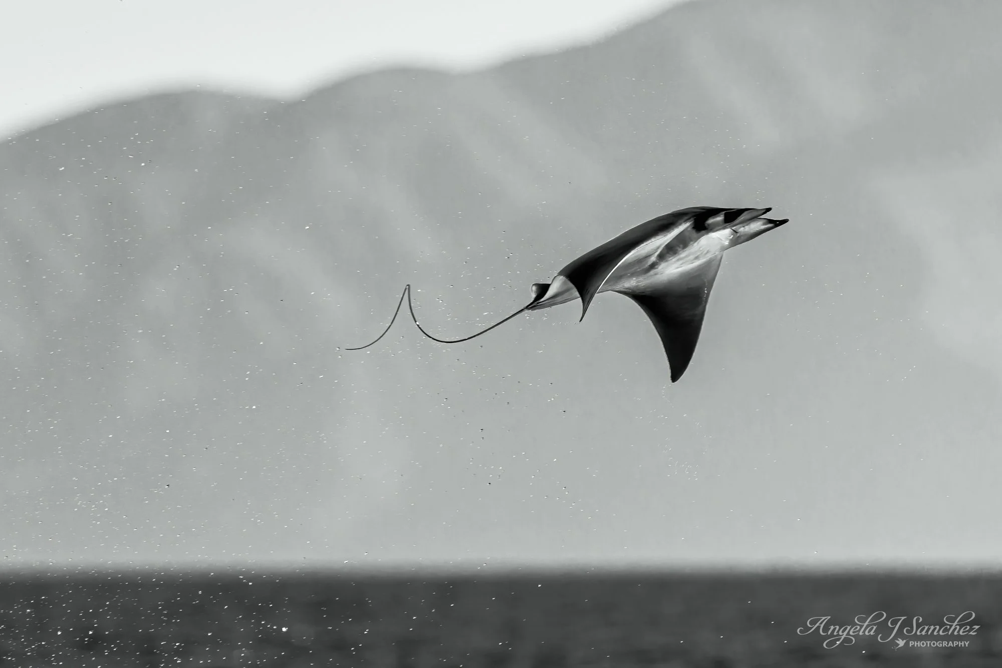 PHOTOGRAPHER OF THE YEAR - Featured image in the 2025 The Nature Photography Contest
MOBULA ROCKET – Mobula rays exhibit stunning acrobatics when jumping out of the water.  They suddenly burst out of the sea like a rocket and become airborne, eventua