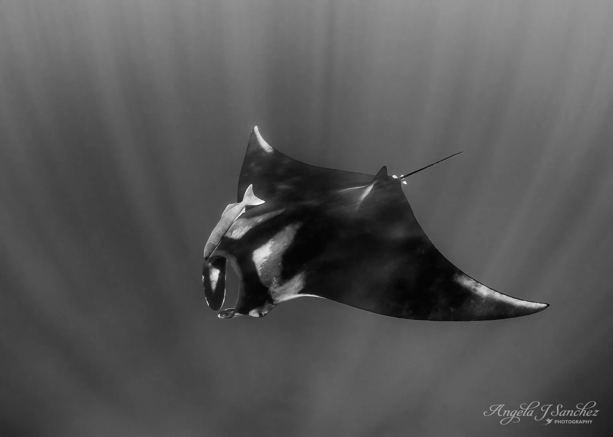 TOP 31/JUDGE'S CHOICE - Macro, Micro, and All Other Wildlife Category in the 2026 North American Nature Photography Association (NANPA) Showcase Competition
GENTLE GLIDER - A giant oceanic manta ray with attached remora swimming in the Sea of Cortez,