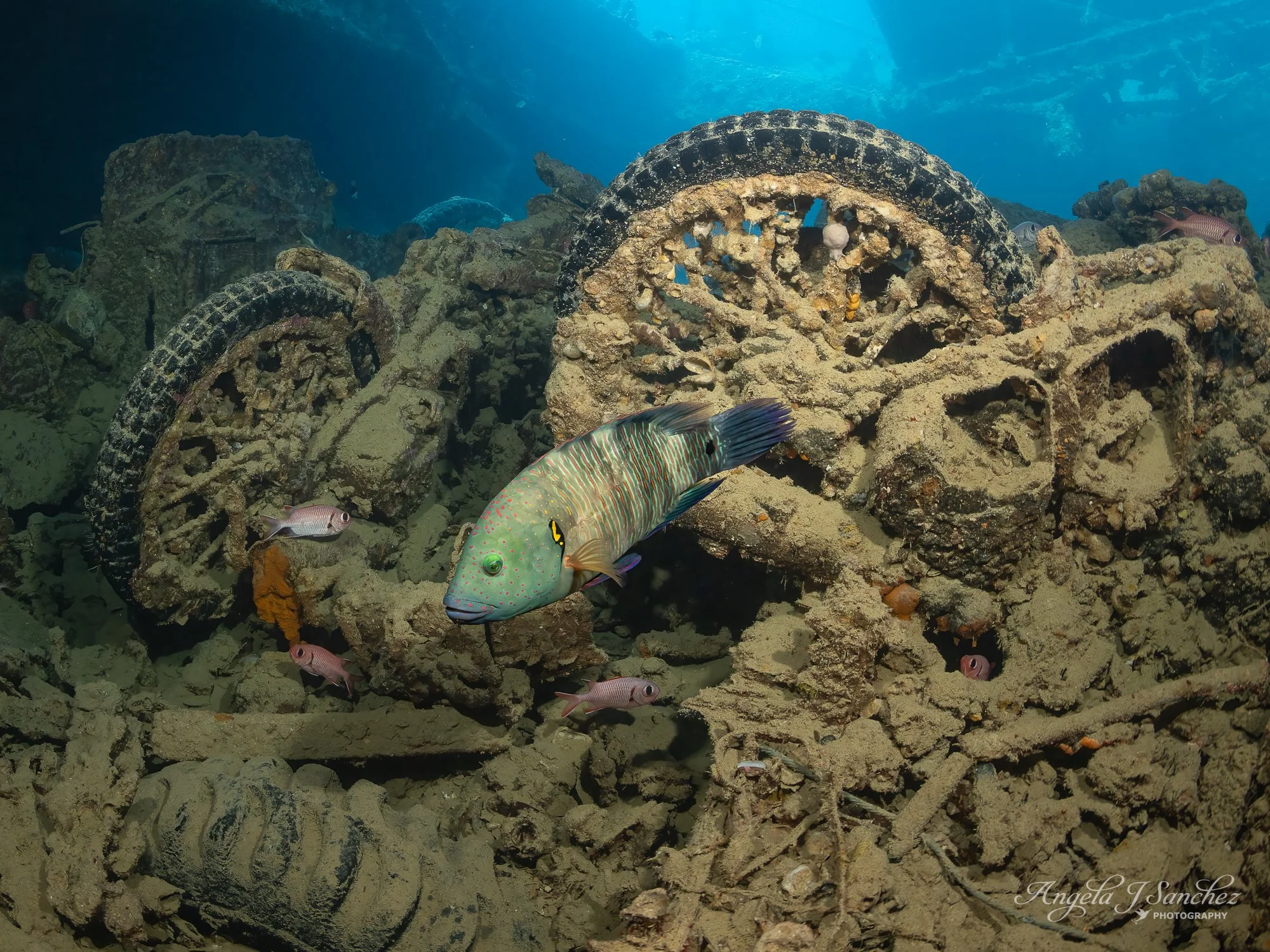 MOTORCYCLE REMNANTS AND BROOMTAIL WRASSE (FEMALE) - The SS Thistlegorm was a British steamship that had departed from Glasgow, Scotland and was heading to Alexandria, Egypt to supply British troops with equipment during World War II.  It was bombed a