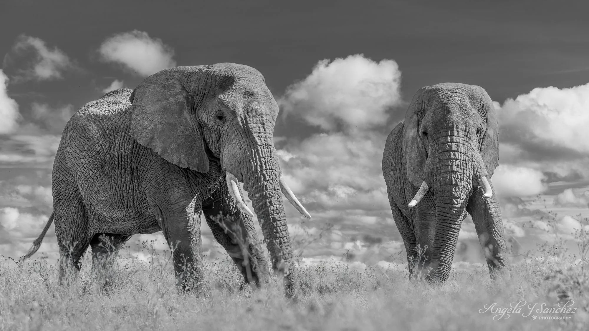 GENTLE GIANTS – These two were among a group of elephants that were slowly and peacefully meandering in the open savanna and feeding on the vegetation in the Ngorongoro Conservation Area in Tanzania.  I captured these elephants at low angle to emphas