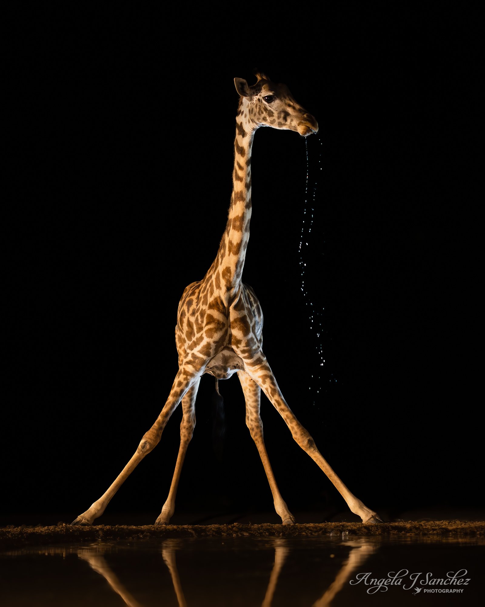 GIRAFFE WATERFALL – A Masai giraffe (Giraffa tippelskirchi) observed from the Plains Hide in the Shompole Conservancy in Kenya.  After drinking from the watering hole, it spits out the excess water.