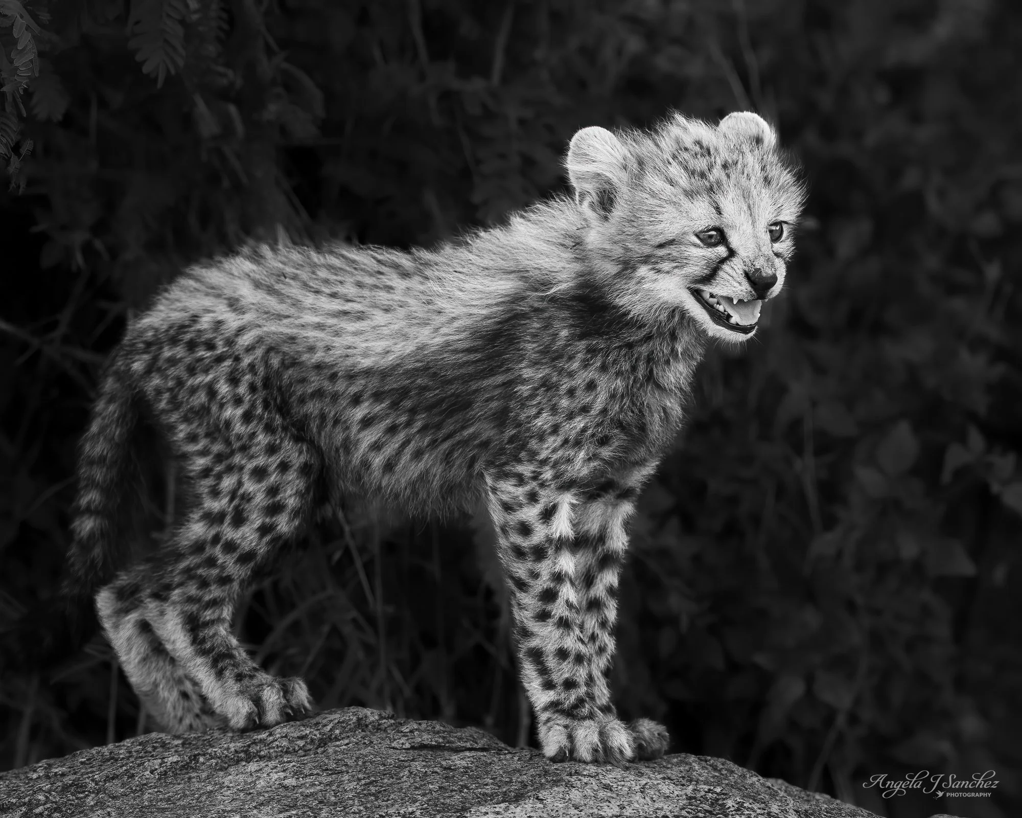 CHEETAH CUB CUTENESS 3 - A young cheetah cub standing on a rock formation while hanging out with its siblings.  I love how they sound like little birds chirping. (Serengeti National Park, Tanzania)