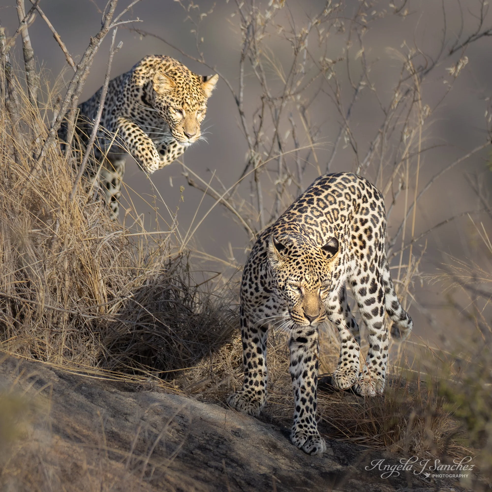 SPECIAL SIBLINGS – Male and female leopard siblings playing in Laikipia, Kenya.  Yesterday, I posted photos of their mother, a rare black leopard named Giza.  She has melanism which is a genetic variation that causes excess melanin resulting in her d