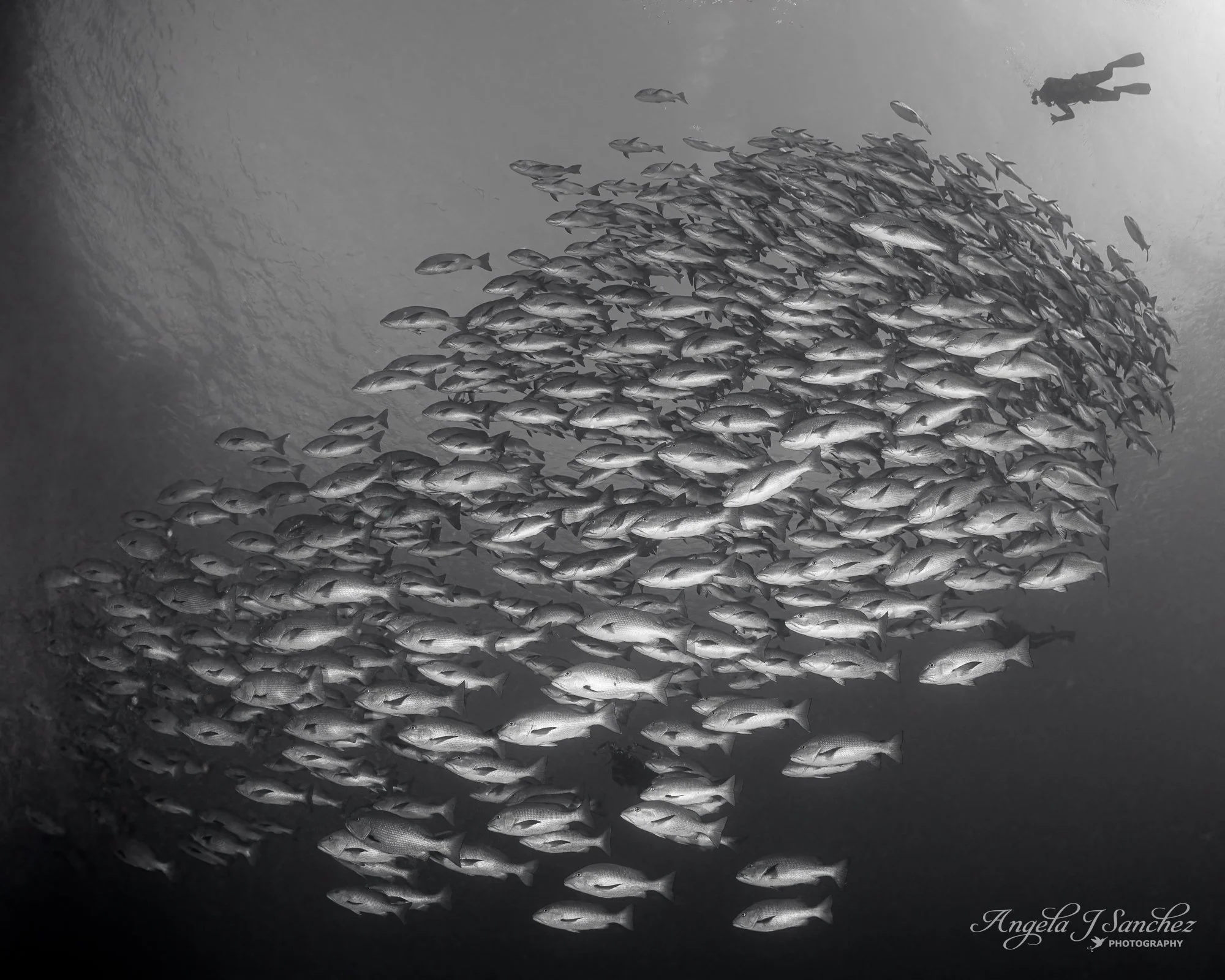 SNAPPER - Shark and Yolanda Reefs, Ras Mohammed National Park
