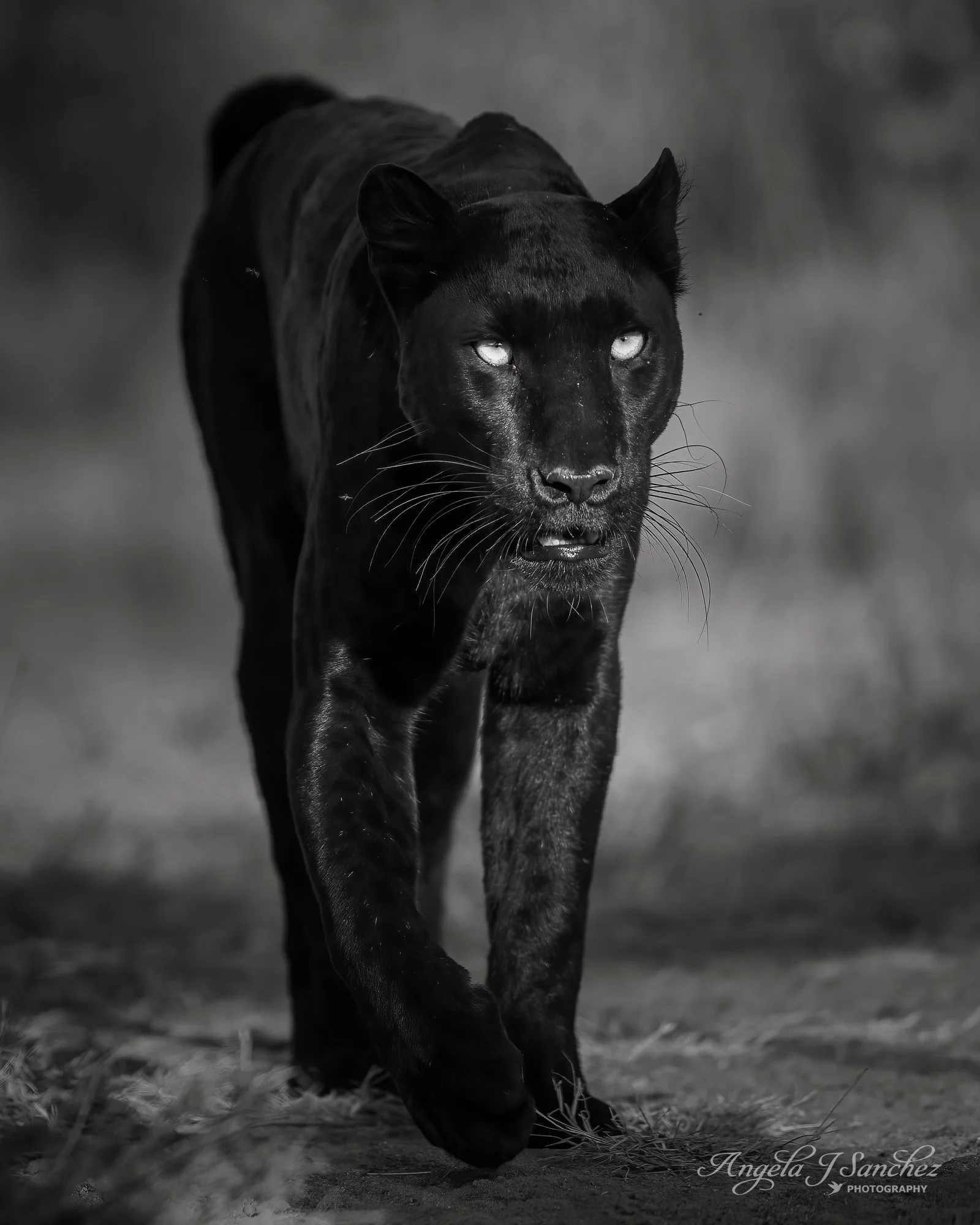 BEAUTIFUL DARKNESS – Her name is Giza Mrembo which means “The Beautiful Darkness” in Swahili.  She is a rare black leopard with melanism which is a genetic variation that causes excess melanin resulting in her dark coat.  It is a recessive trait mean