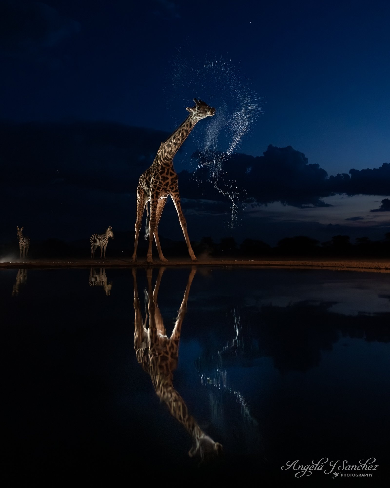 GIRAFFE SPRINKLER - A Masai giraffe (Giraffa tippelskirchi) observed from the Plains Hide in the Shompole Conservancy in Kenya.  After drinking from the watering hole, it spits out the excess water.