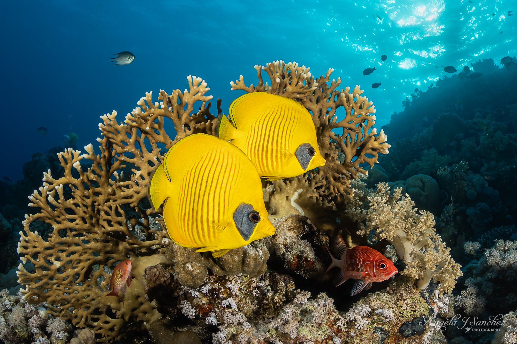 MASKED BUTTERFLYFISH AND A SQUIRRELFISH – Beacon Rock