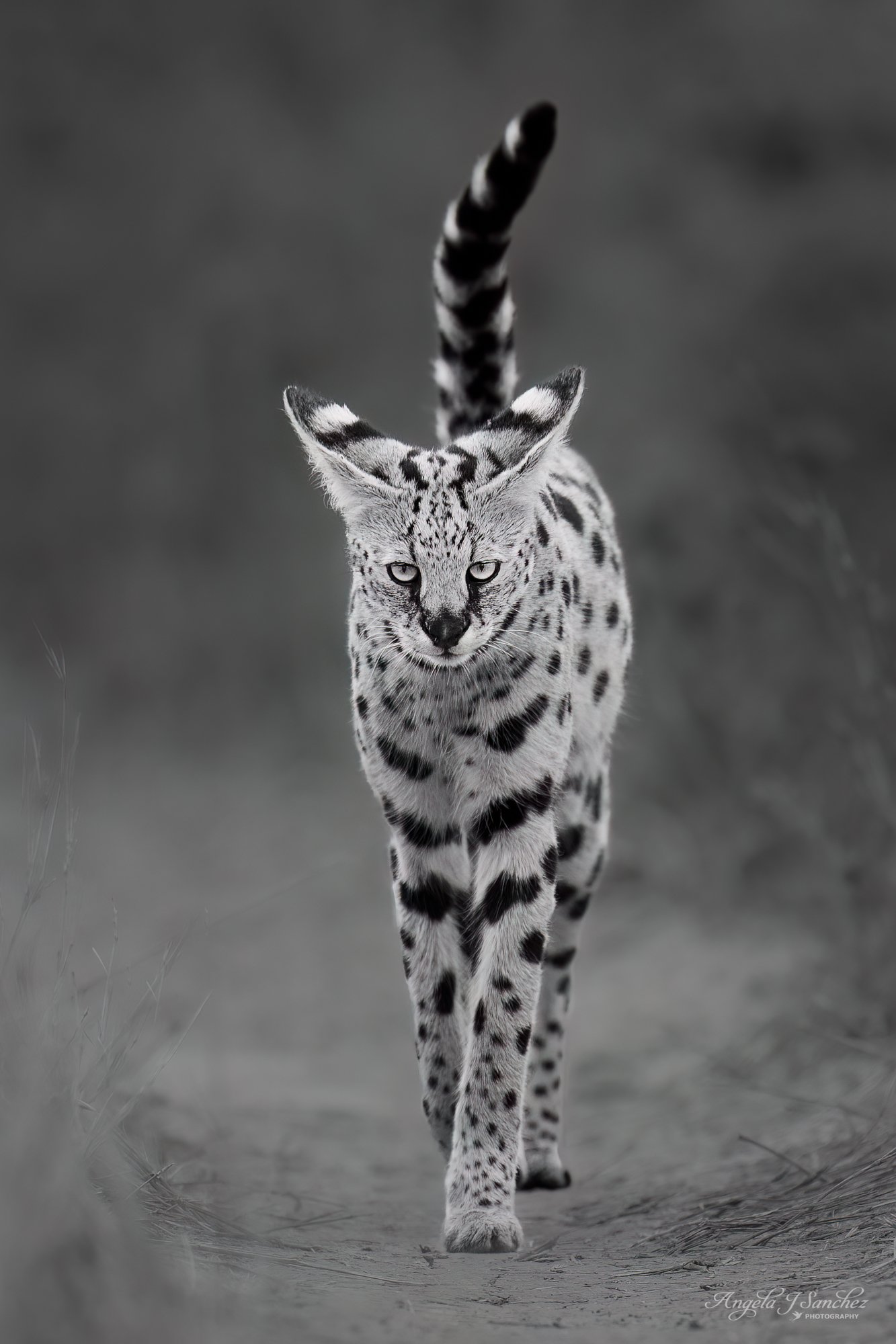 SERVAL INCOMING - A serval cat strolling towards me in the Serengeti National Park, Tanzania.
