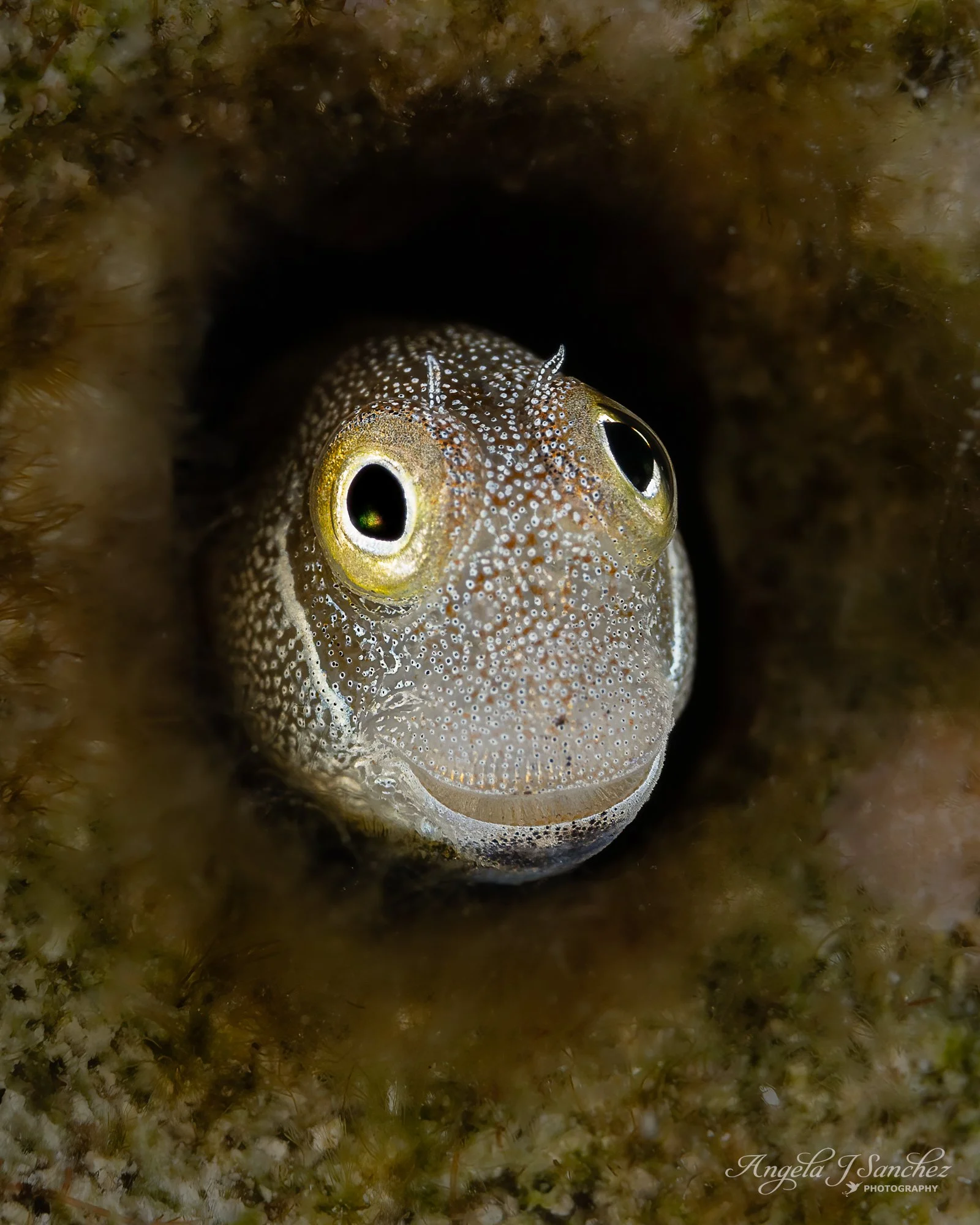 A VERY TINY BLUEBELLY BLENNY - Near Small Gubal Island