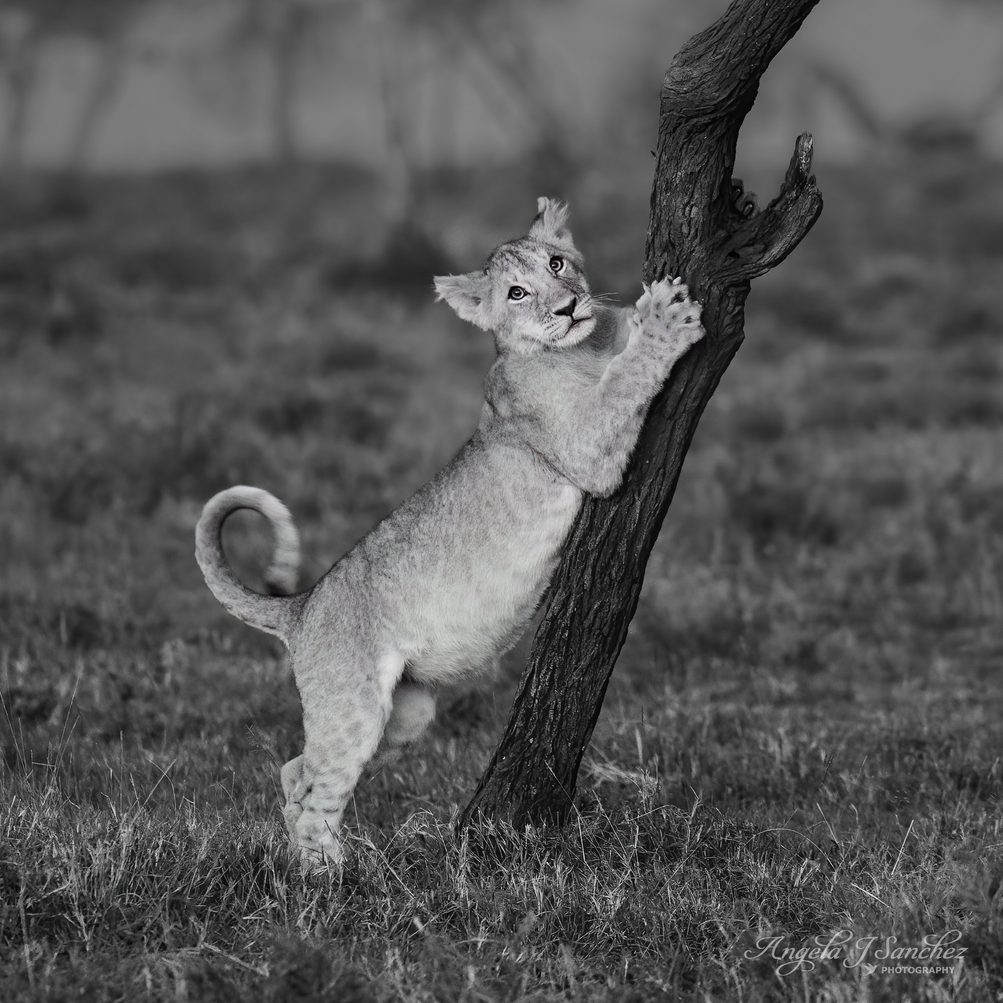 STRIKE A POSE - While watching a group of lion cubs playing, this one paused long enough to snap a portrait (Naibosho Conservancy, Kenya).